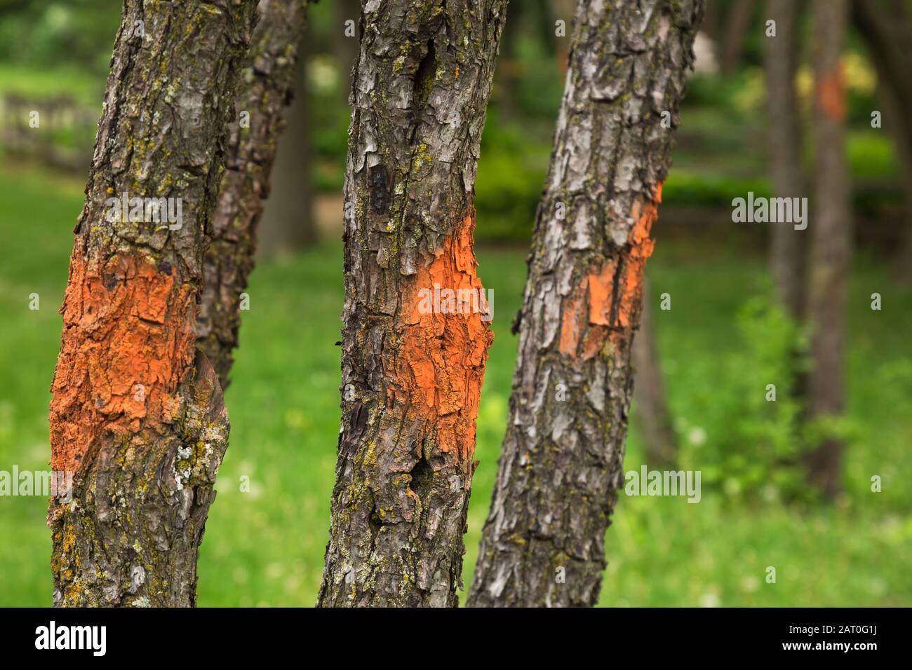 Troncs d'arbre à feuilles caduques marqués d'une peinture fluorescente orange pulvérisée ressort Banque D'Images