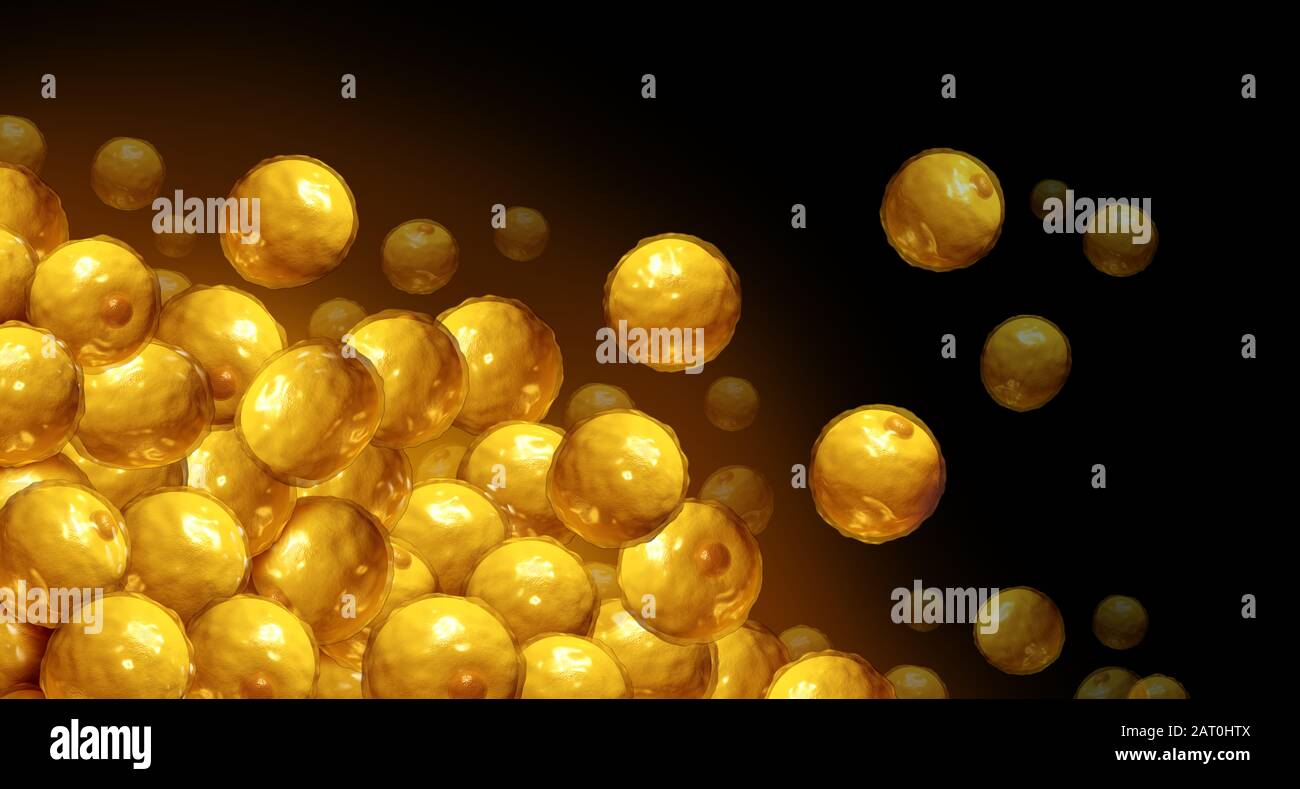 Anatomie des cellules grasses et anatomie des adipocytes ou des lipocytes en tant que cellule humaine microscopique interne pour le stockage des graisses. Banque D'Images