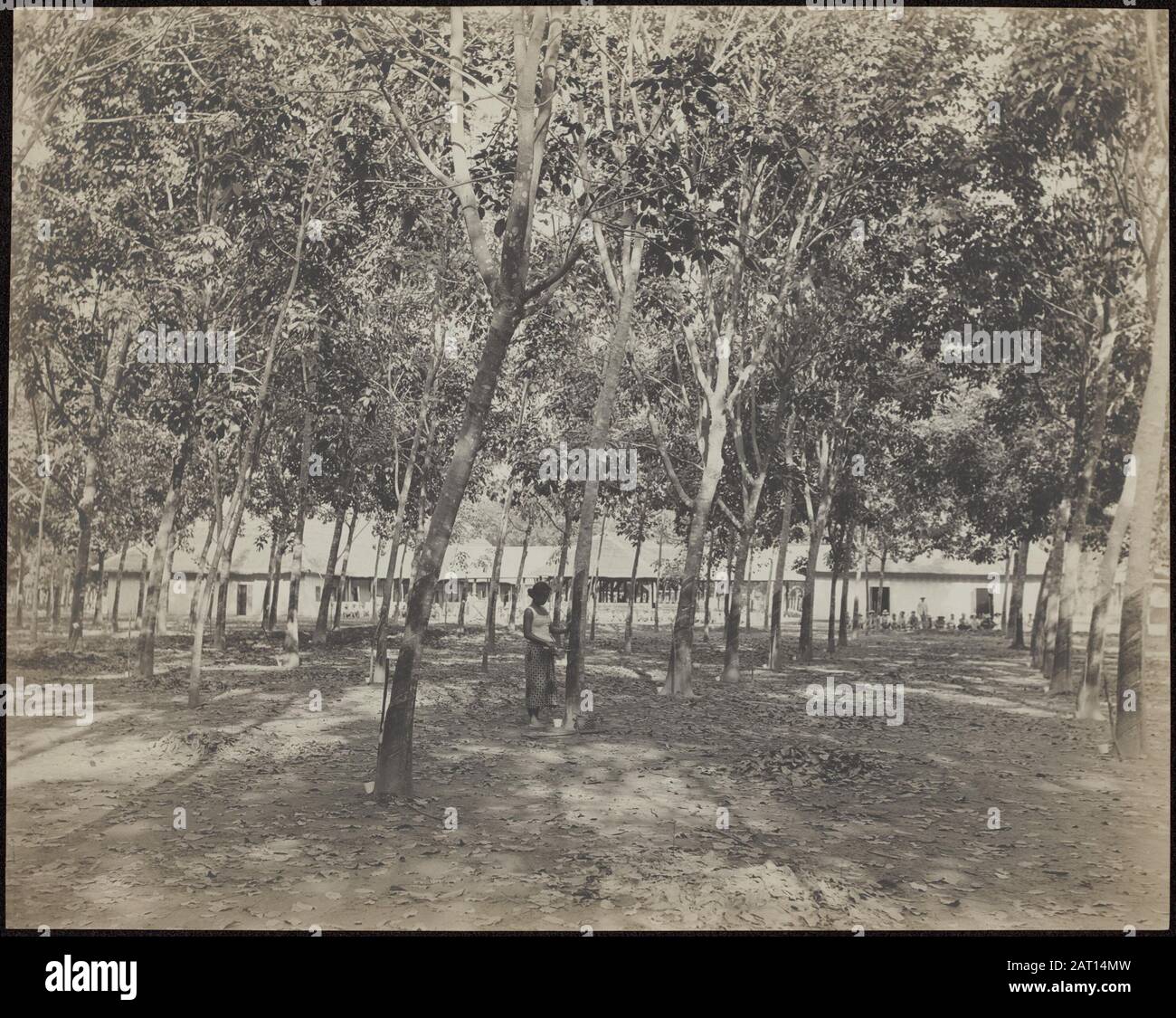 Rubber Plantation Balang Seragam in Deli une femme tape du caoutchouc sur la plantation Balang Seragam à Deli (East Sumatra). En arrière-plan, le refroidisseur abrite Annotation: Presse platine, 29 x 36 cm. Date: 1880 lieu: Balang Seragam, Deli, Sumatra mots clés: Travailleurs, plantations, caoutchouc, femmes Banque D'Images