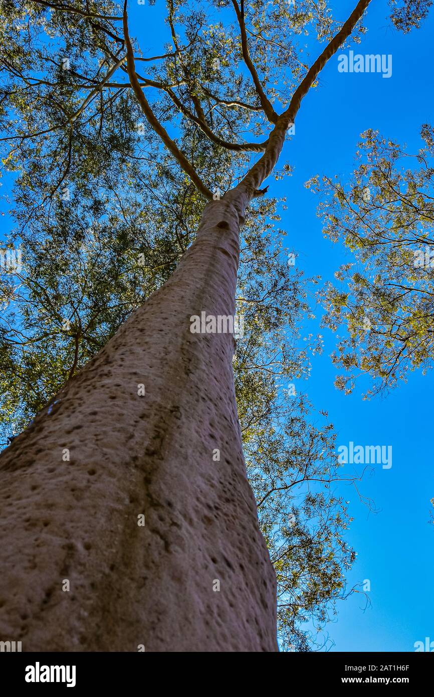 immense arbre géant Banque D'Images