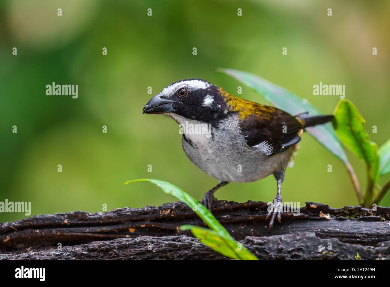 Saltator à ailes noires - oreillettes Saltator, grand oiseau perché blanc et jaune des forêts d'Amérique du Sud, des pentes andines occidentales, Amagusa, Équateur. Banque D'Images