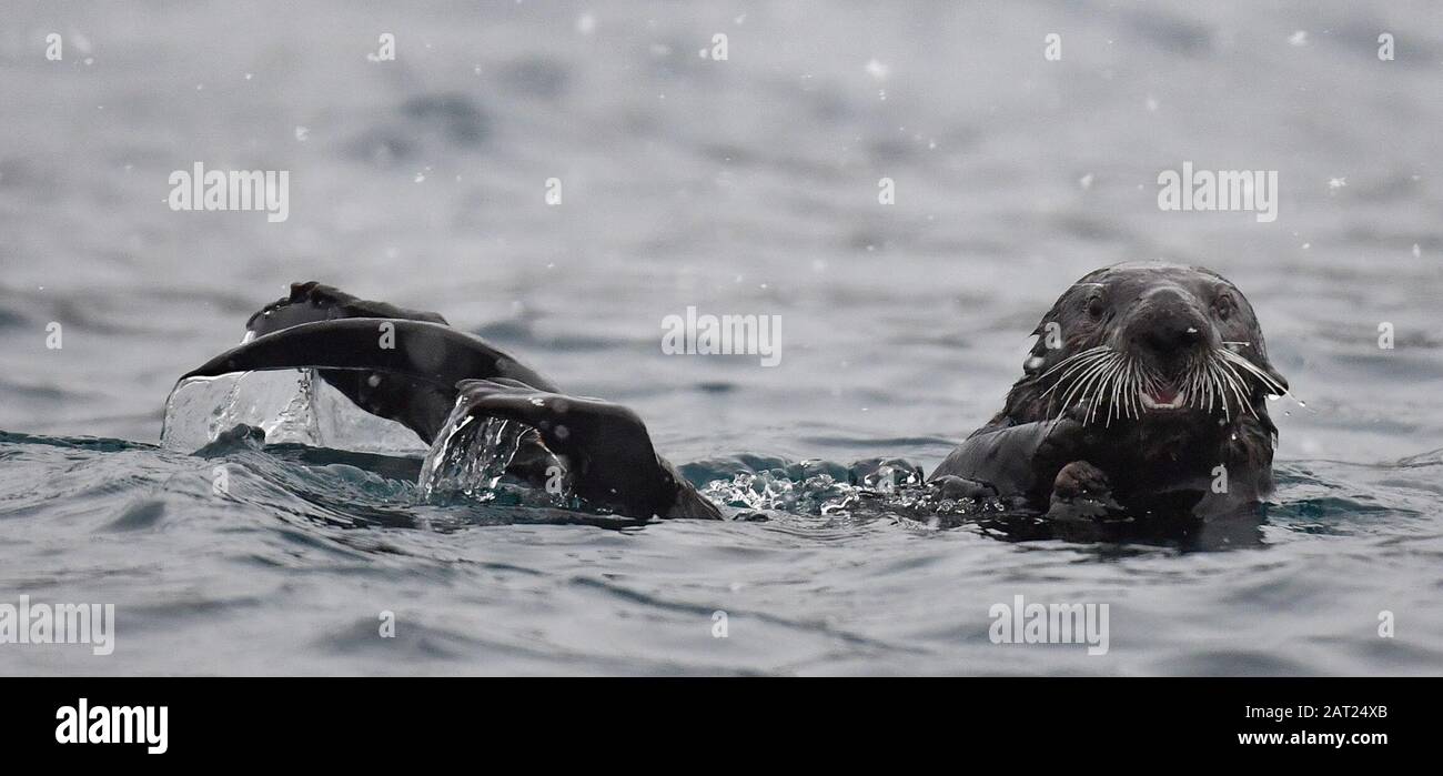 Un otter sauvage de la mer d'Alaska dans Resurrection Bay au large de la ville portuaire de Seward dans le sud de l'Alaska. Deux Sea Otters deviendront bientôt résidents au National SEA LIFE Centre de Birmingham après avoir été secourus et soignés par le personnel du Alaska Sealife Center de Seward. Banque D'Images