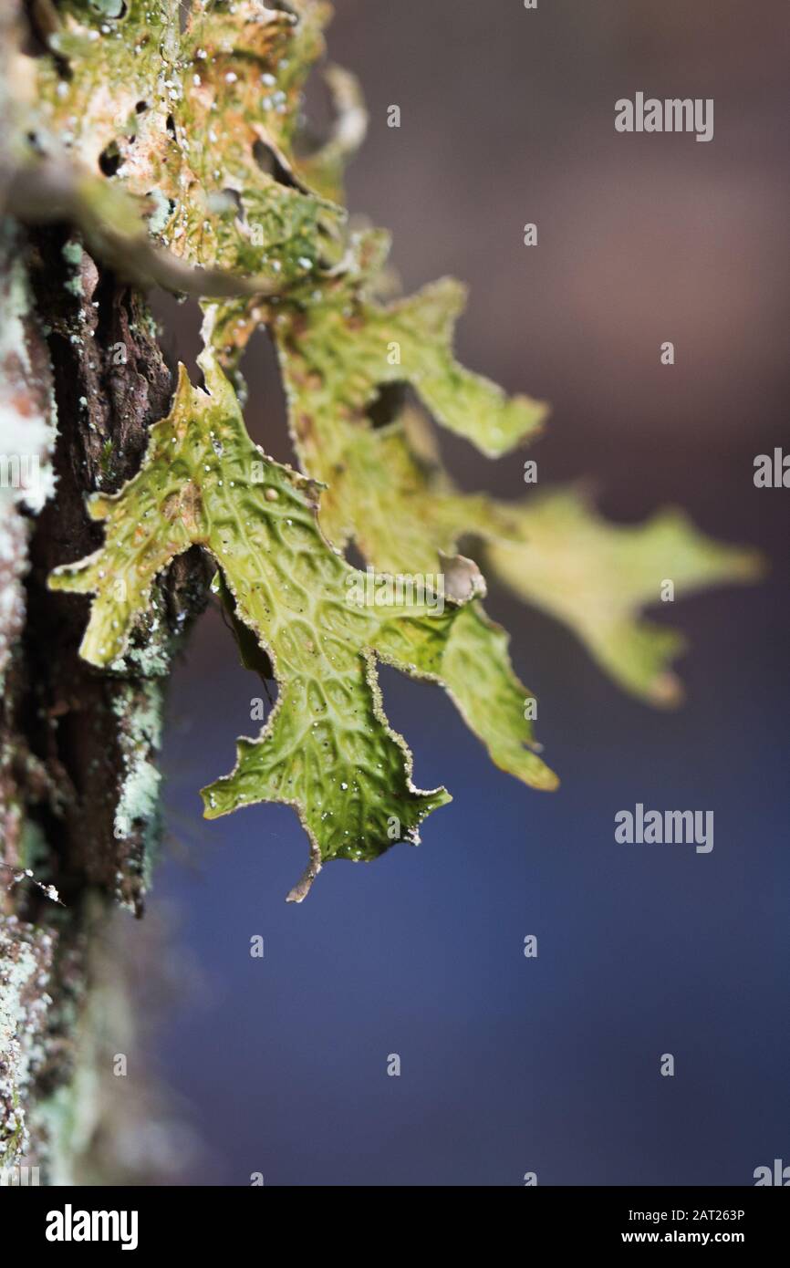 Lobaria pulmonaria, chêne ou herbe de lichens rares dans la première forêt de hêtres qui poussent sur l'écorce des vieux arbres Banque D'Images