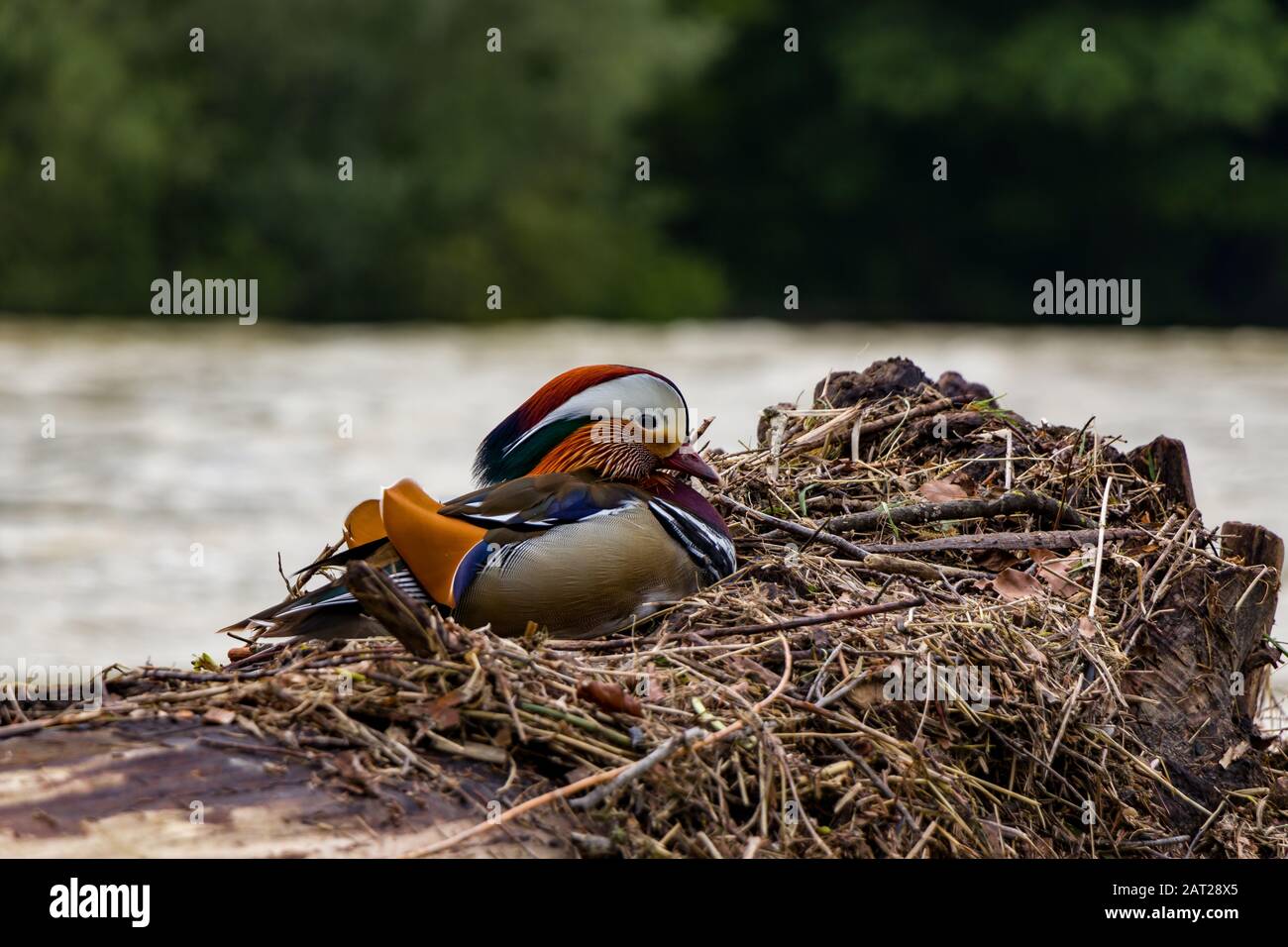 Vue latérale sur un canard mandarine exotique. Le canard mandarin symbolise la bonne foi à l'amant en Orient. Banque D'Images