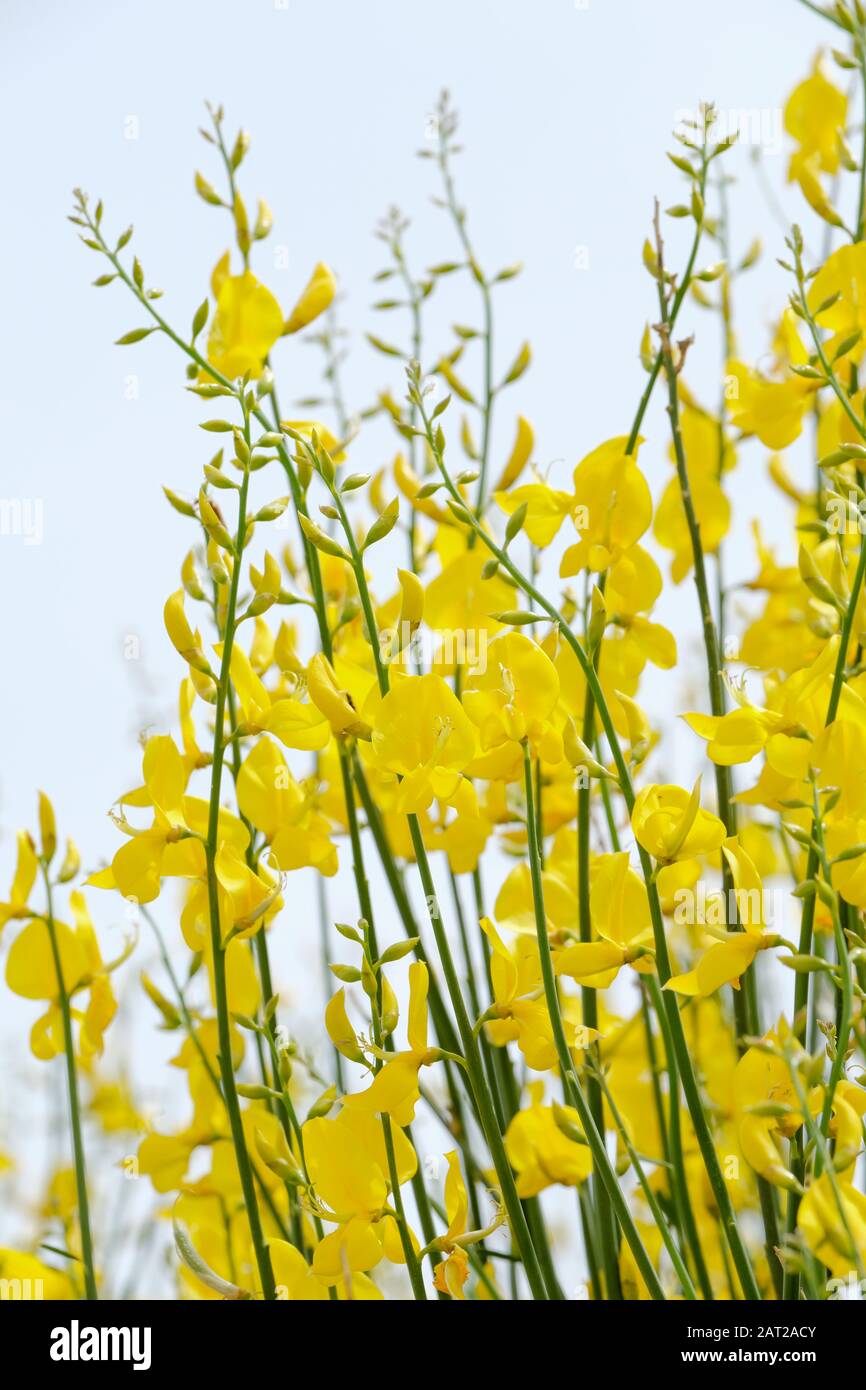 Les fleurs jaunes vives de Spartium junceum, également connues sous le nom de balai espagnol ou balai de tisserand et balai de ruée Banque D'Images