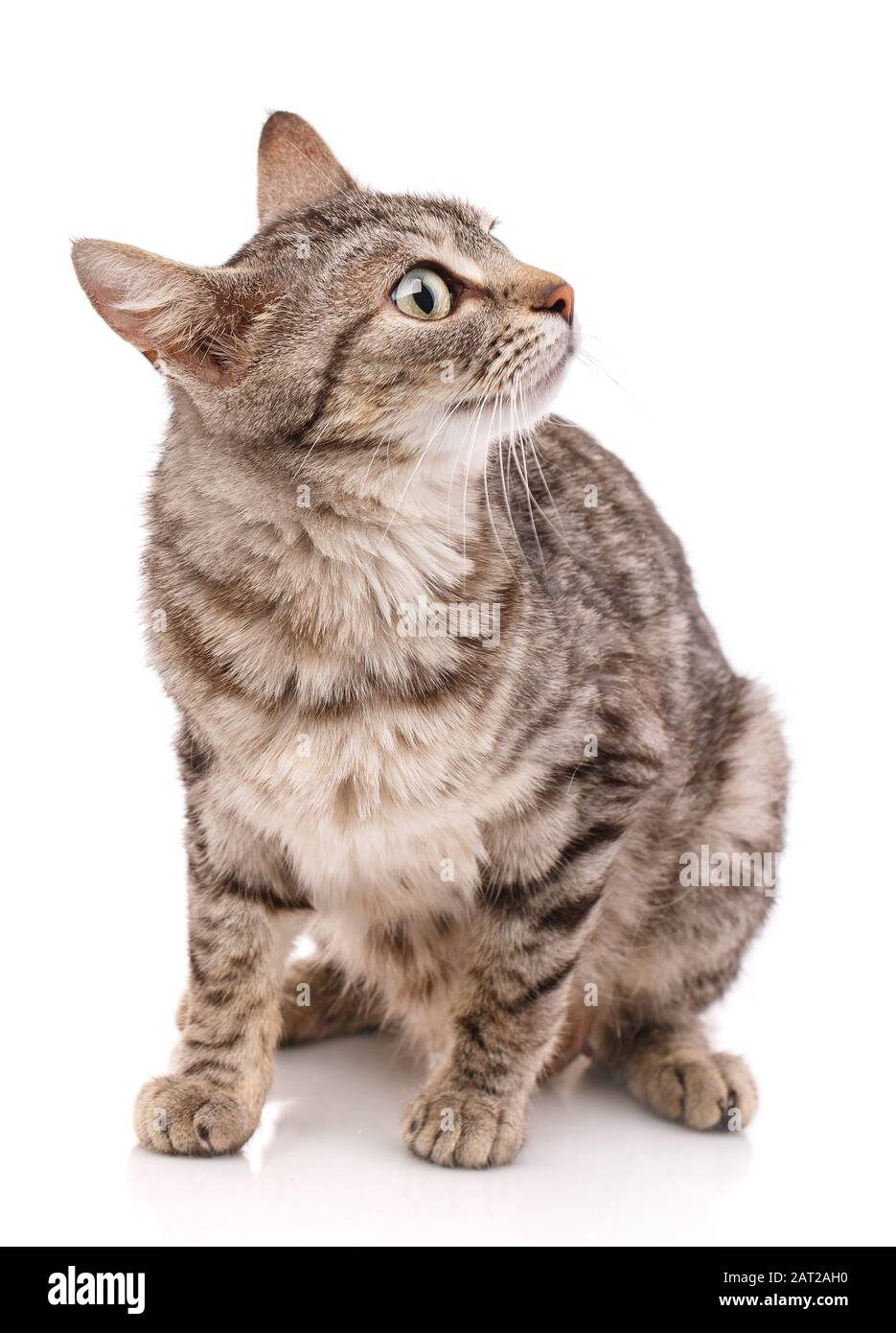 Portrait d'un chat surpris , gros plan, isolé Banque D'Images