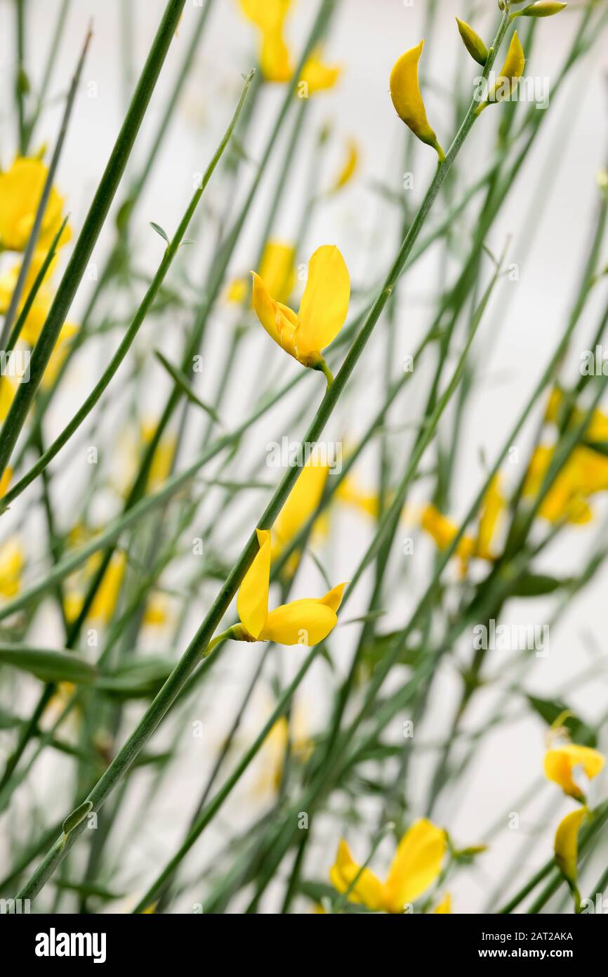 Les fleurs jaunes vives de Spartium junceum, également connues sous le nom de balai espagnol ou balai de tisserand et balai de ruée Banque D'Images