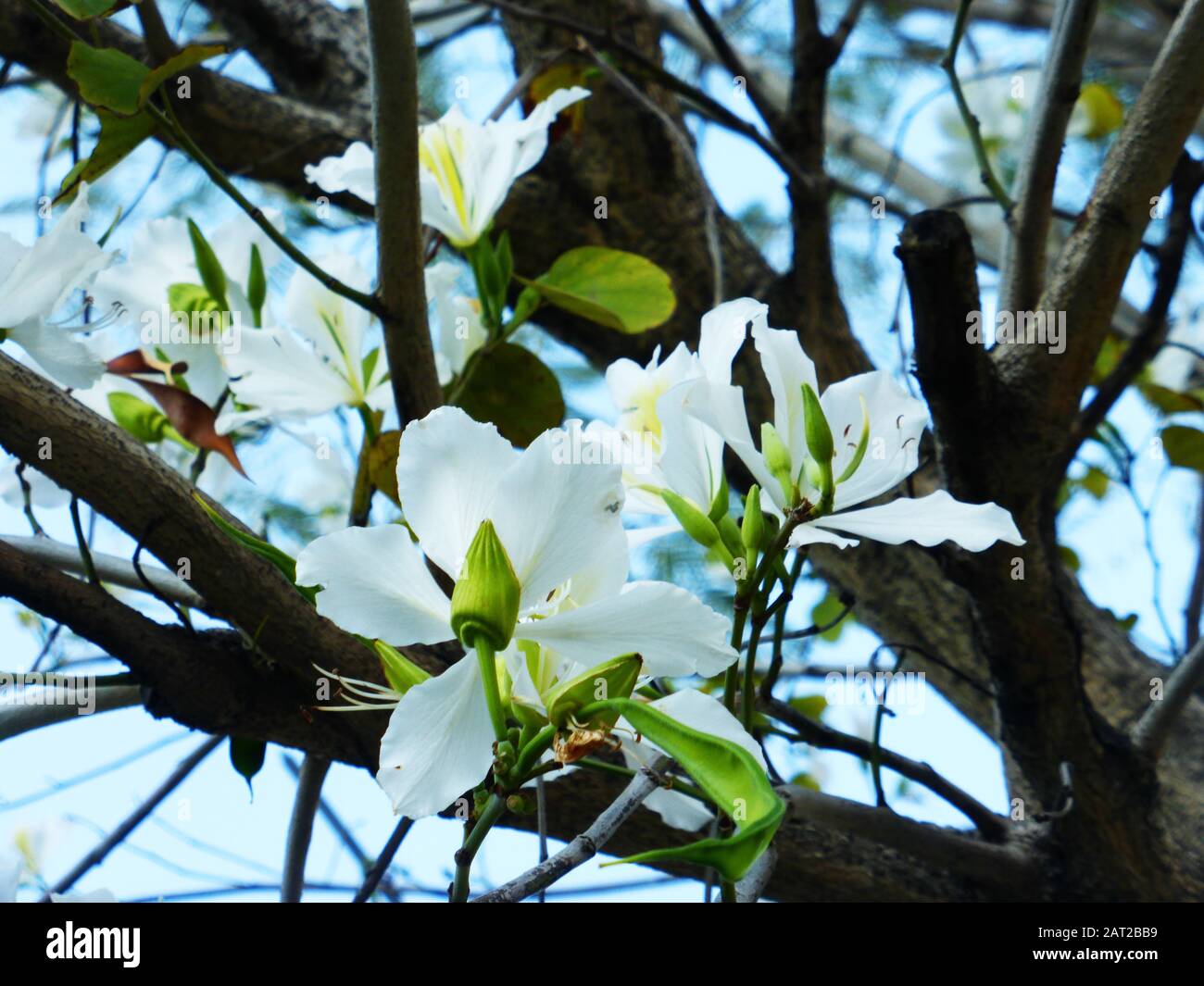 La Bauhinia blanche est magnifique Banque D'Images