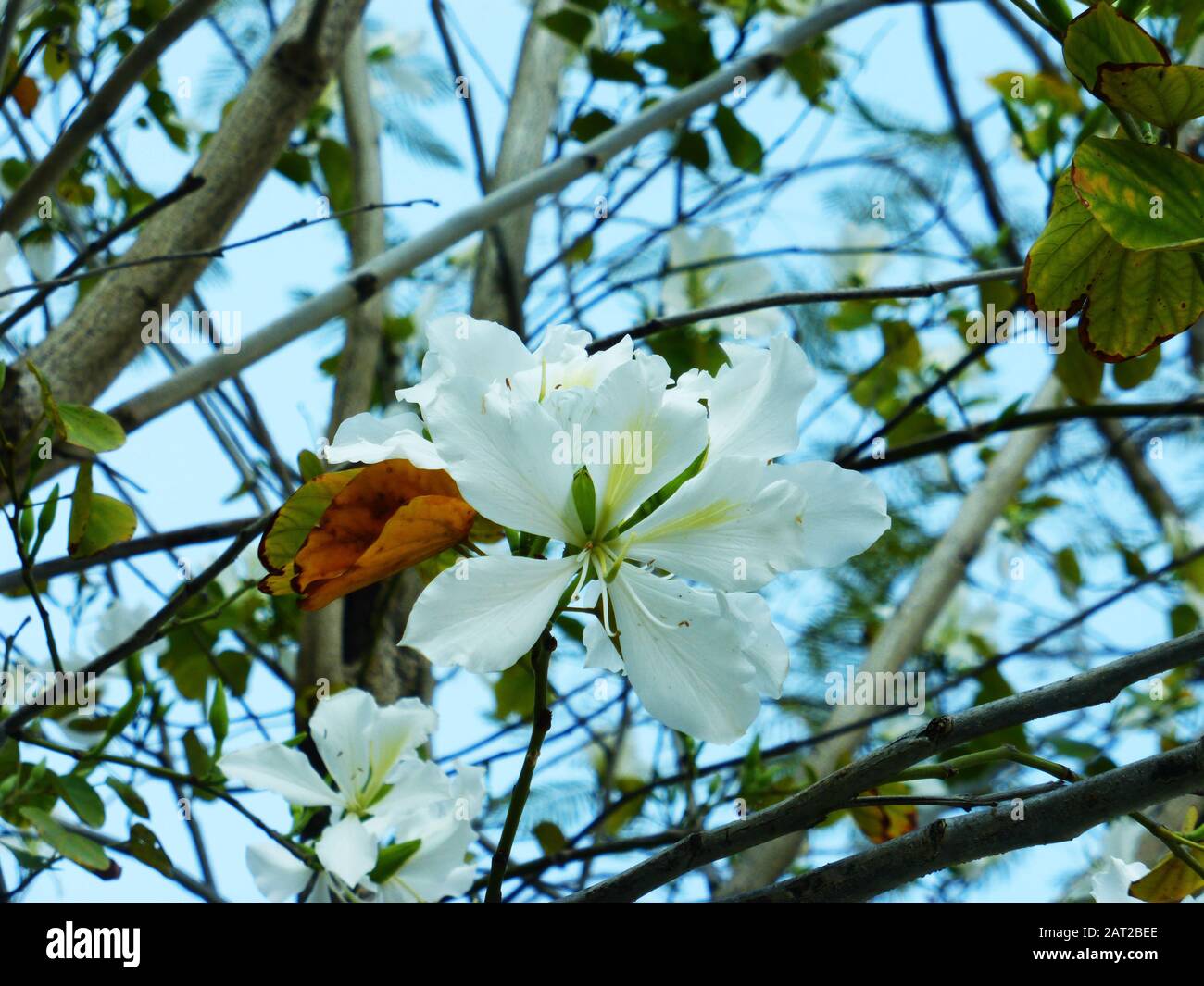 La Bauhinia blanche est magnifique Banque D'Images