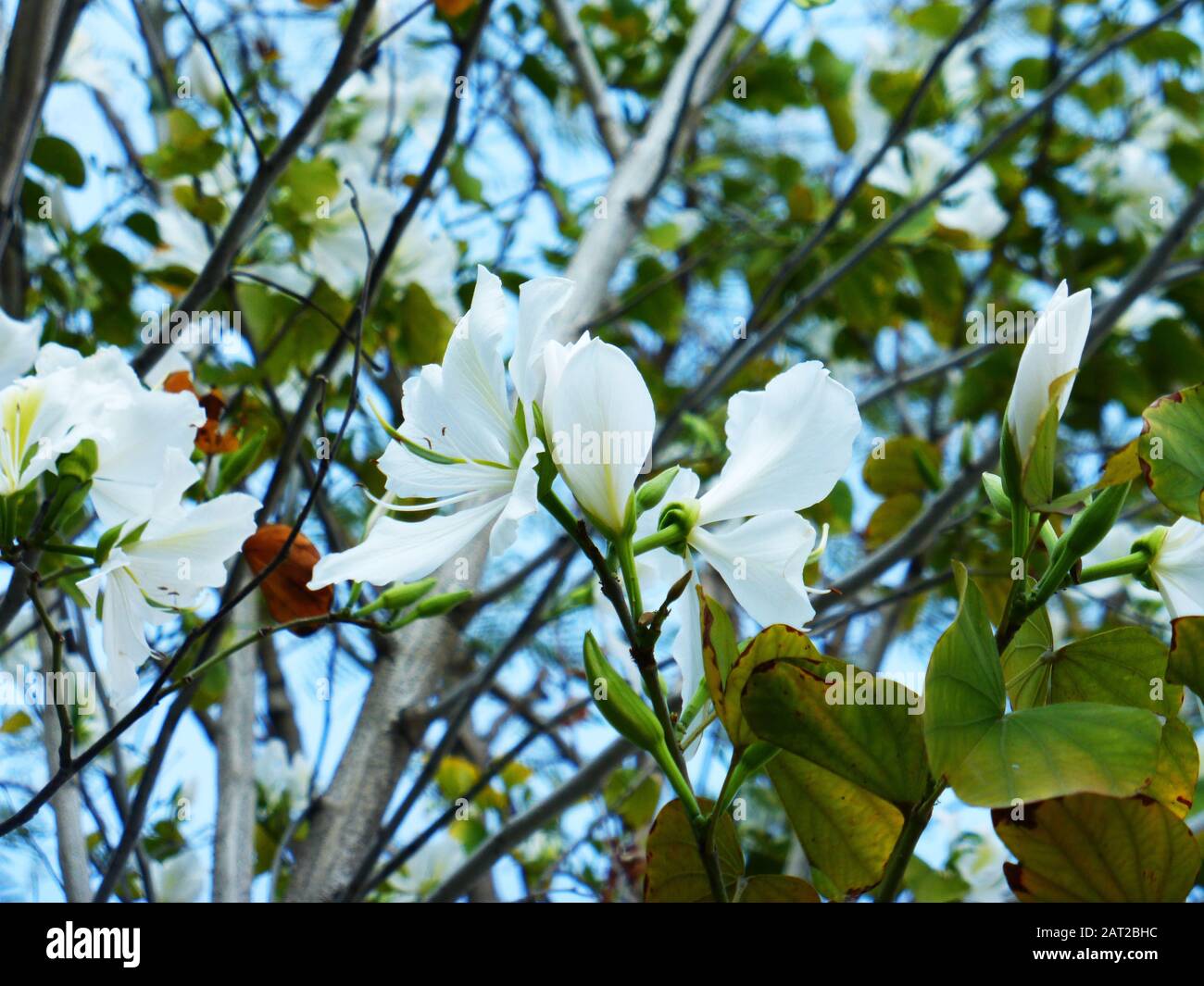La Bauhinia blanche est magnifique Banque D'Images