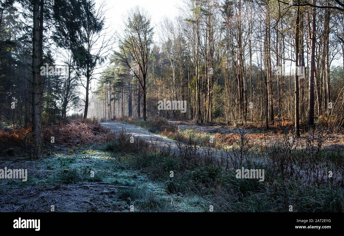 Givre sur la forêt de Hemsted, Kent, Angleterre. Banque D'Images