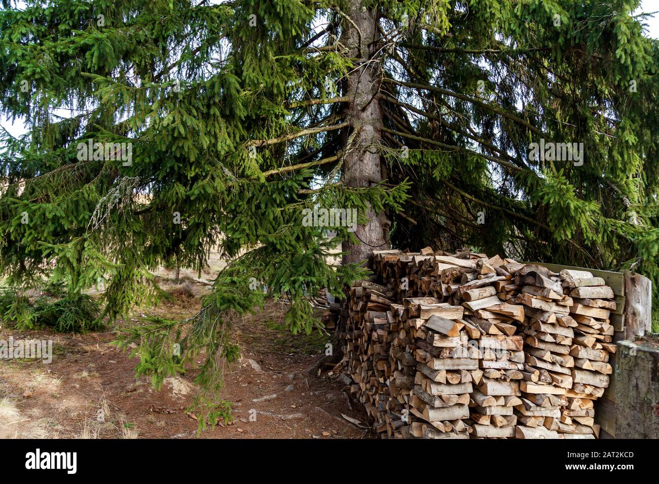 Il y a beaucoup de grumes dans la forêt située près d'un grand sapin. Banque D'Images