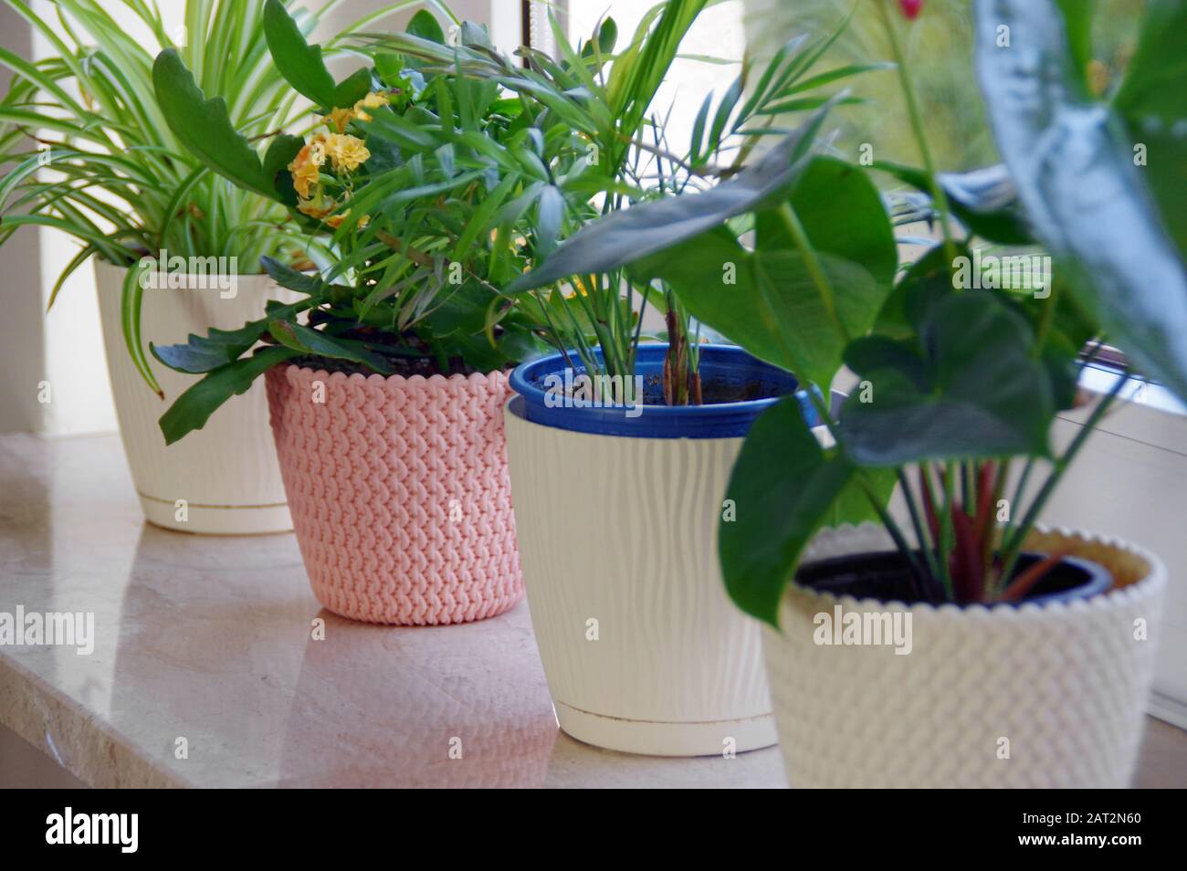 Jardin de la maison. Une rangée de pots de fleurs sur un seuil de fenêtre. Banque D'Images