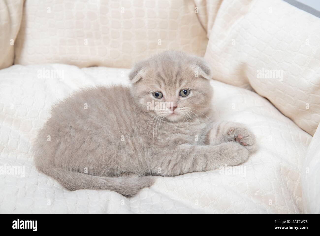 Le chaton se trouve dans un lit pour les chats Banque D'Images