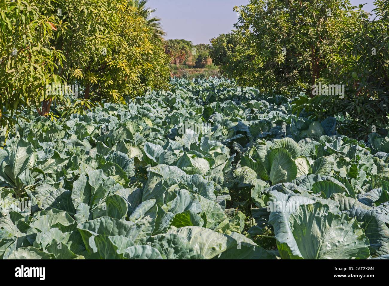 Gros plan des plantes de chou et de chou-fleur qui poussent dans les champs ruraux de campagne sur la ferme en afrique Banque D'Images