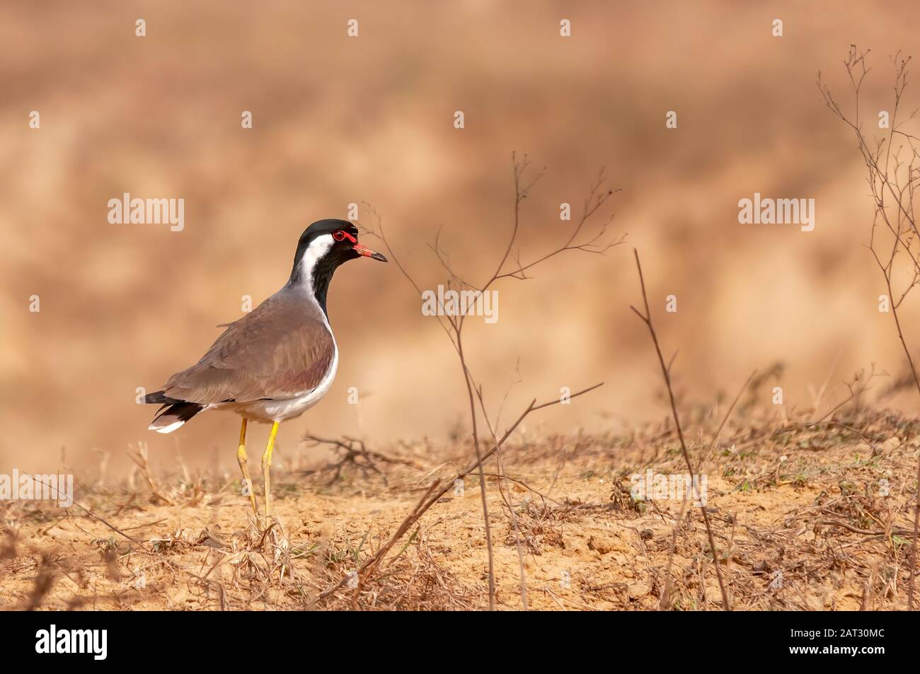 un lapwing à puissance rouge dans l'herbe sèche Banque D'Images