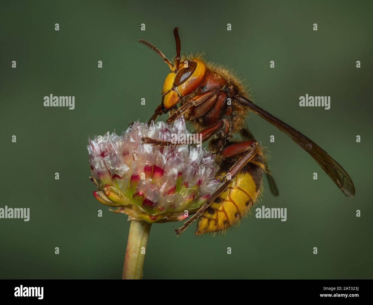 Hornet Queen - Vespa crabro - sur une tige de fleur Banque D'Images