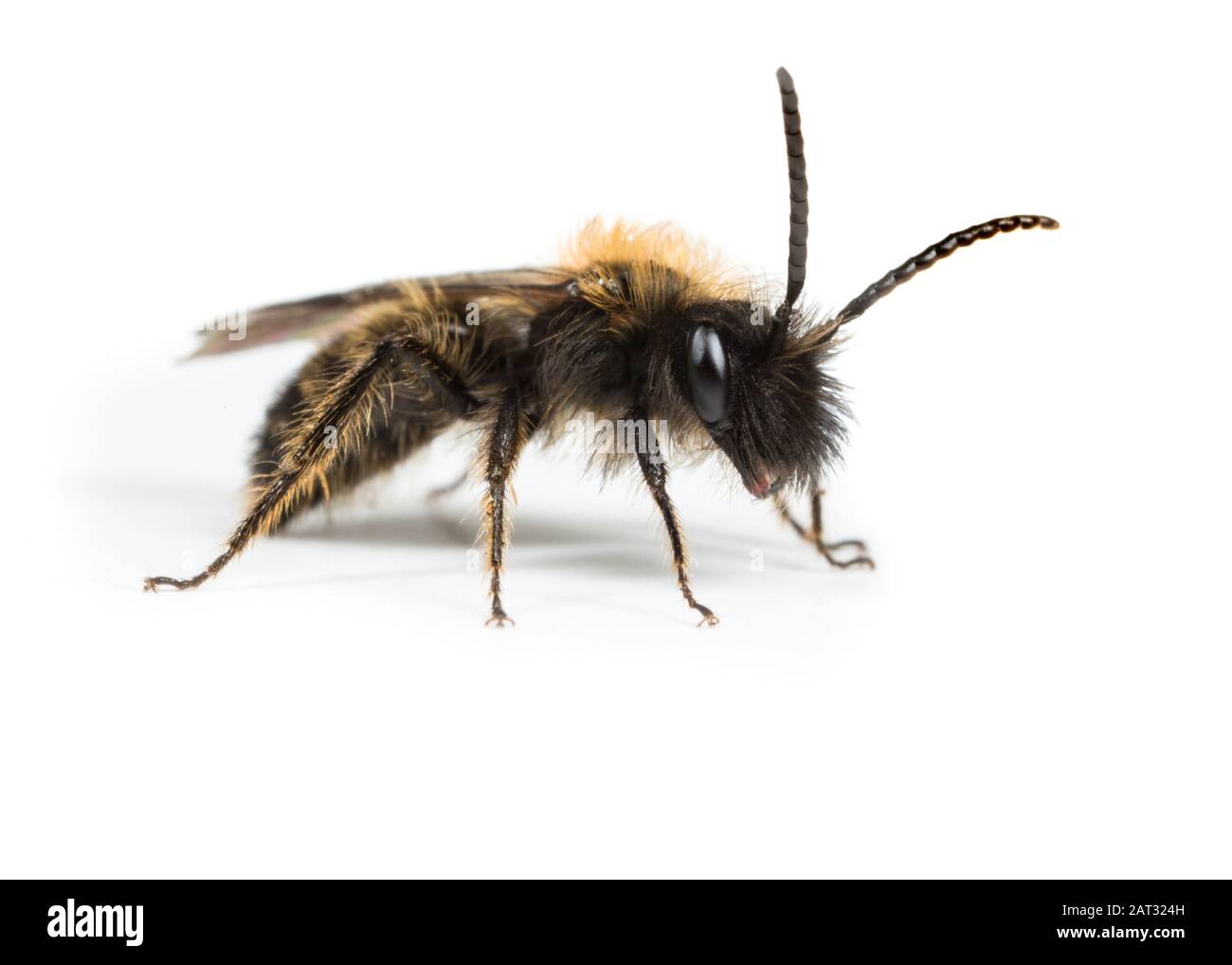 L'abeille minière de Gwynne mâle sur un fond blanc Banque D'Images