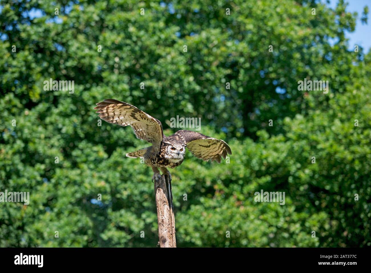 Cape Eagle Owl, bubo capensis, Adulte en vol, Décollage de Post Banque D'Images