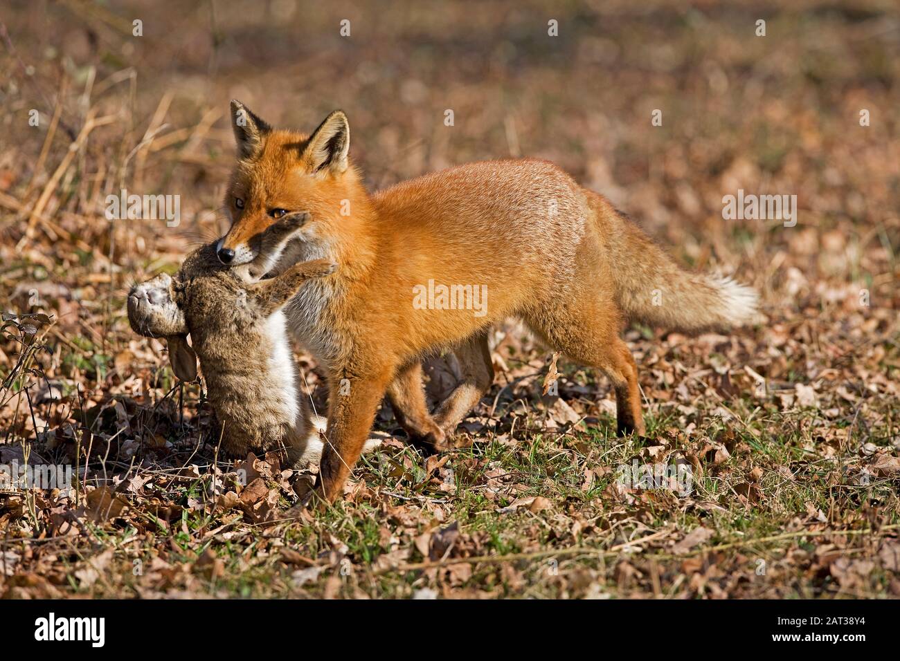 Le renard roux, Vulpes vulpes, homme avec un Kill, un lapin sauvage, Normandie Banque D'Images