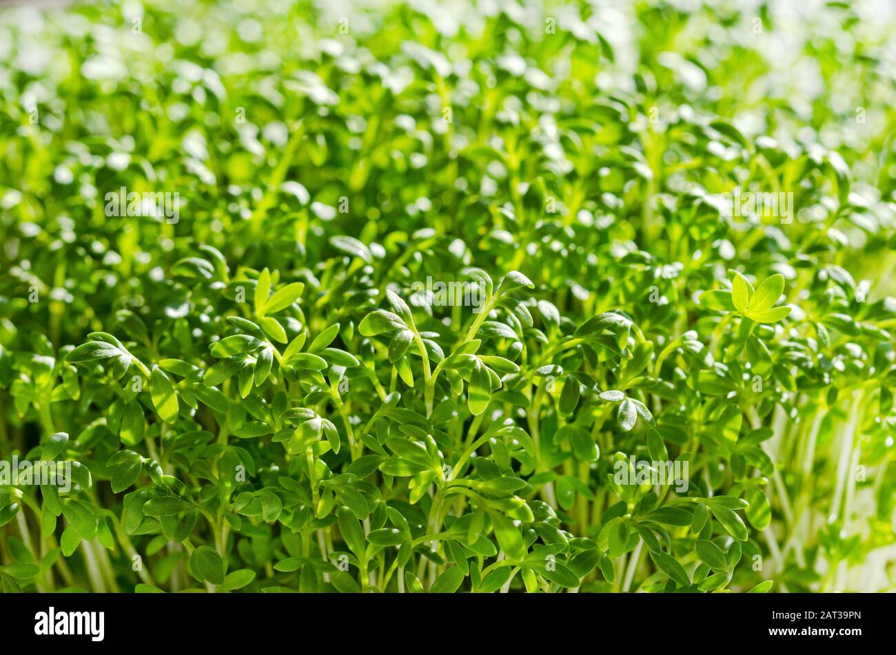 Cresson de jardin, vue avant macro photo de nourriture. Cresson, aussi pepperwort ou peppergrass, Lepidium sativum, une herbe comestible à croissance rapide. Banque D'Images
