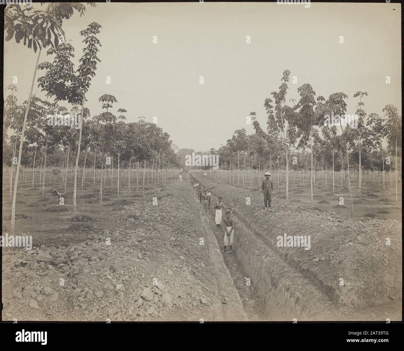 Plantation de caoutchouc Balang Seragam in Deli creuser des tranchées pour les canaux de drainage sur la plantation de caoutchouc Balang Seragam à Deli (Sumatra est) Date : 1880 lieu : Deli, Indonésie, néerlandais-Inde, Sumatra mots clés : travailleurs, plantations, caoutchouc Banque D'Images