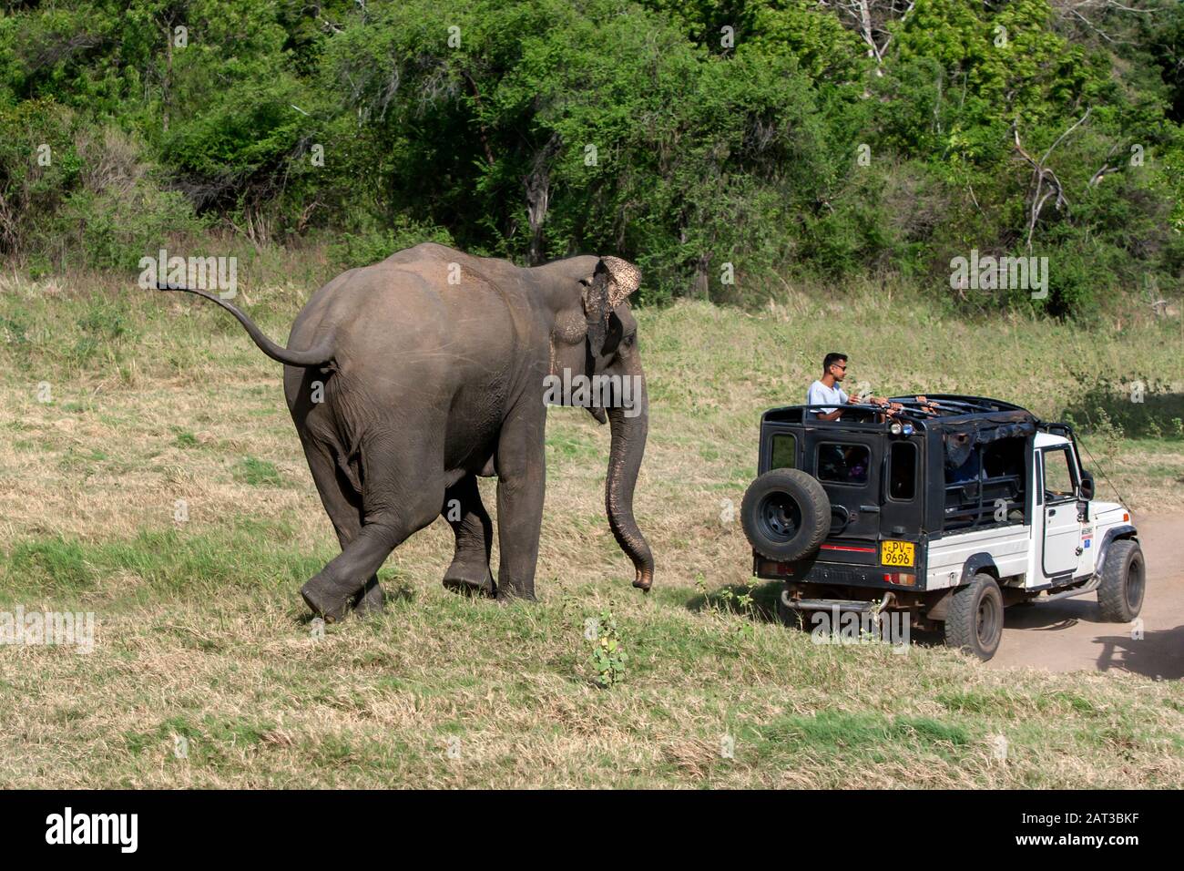 Un éléphant sauvage se charge d'une jeep safari adjacente à la brousse dans le parc national de Minneriya, dans le centre du Sri Lanka. Banque D'Images