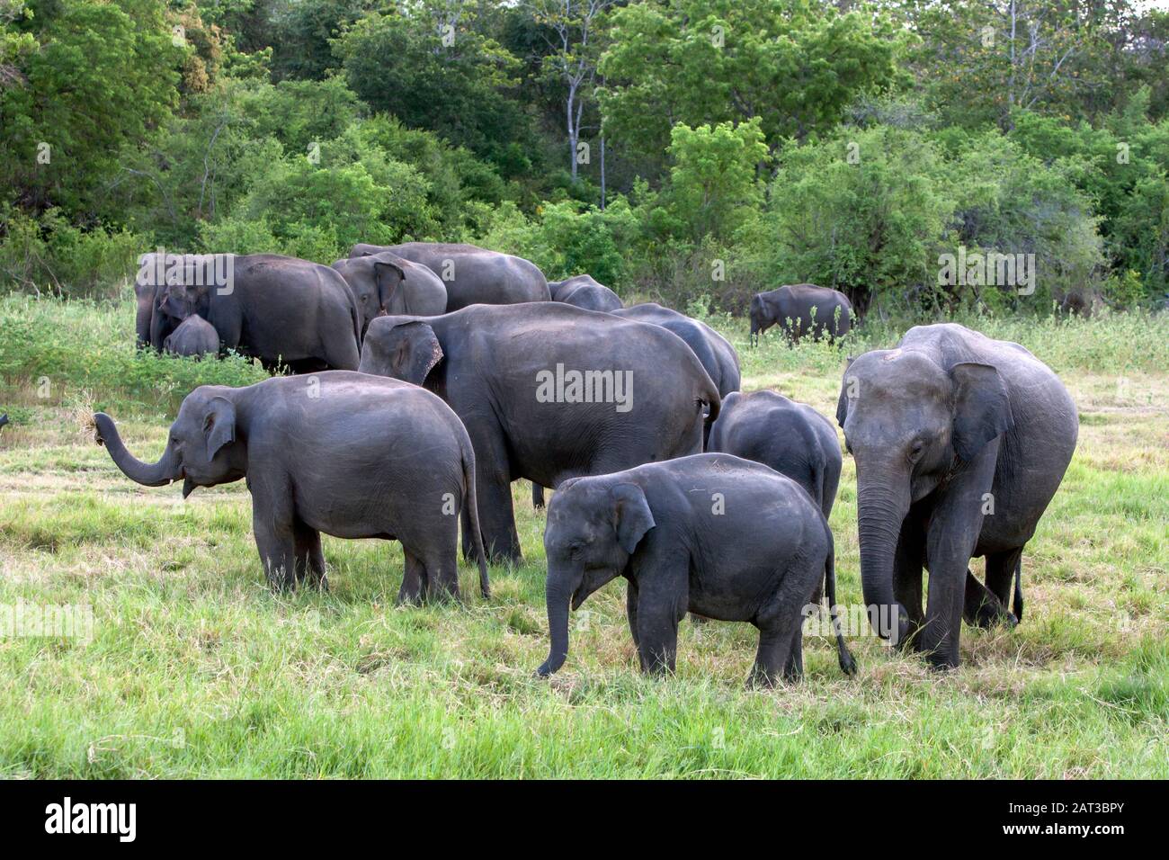 Un troupeau d'éléphants sauvages braque sur la végétation verte adjacente à la brousse dans le parc national de Minneriya, dans le centre du Sri Lanka. Banque D'Images