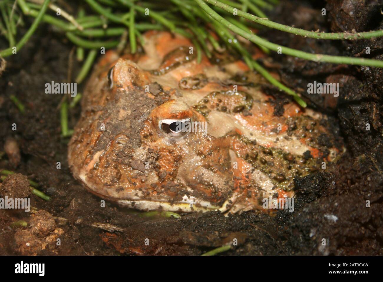 Grenouille cornée de Cranwell (Ceratophrys cannwelli) alias Chacoan corned Frog Banque D'Images