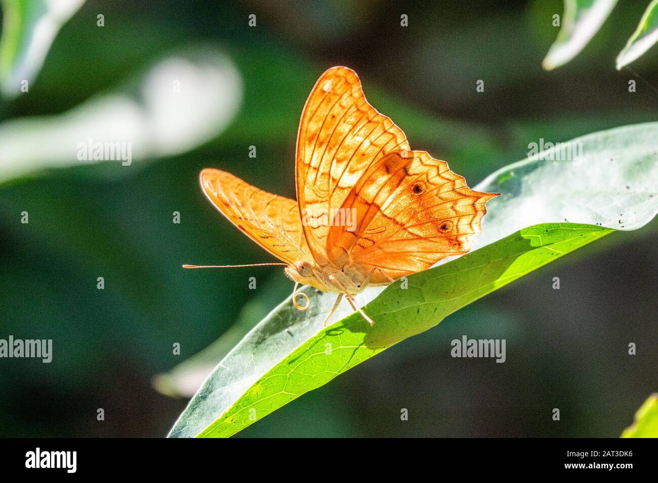 Mise au point sélective d'un beau papillon jaune assis sur une feuille avec un arrière-plan flou Banque D'Images