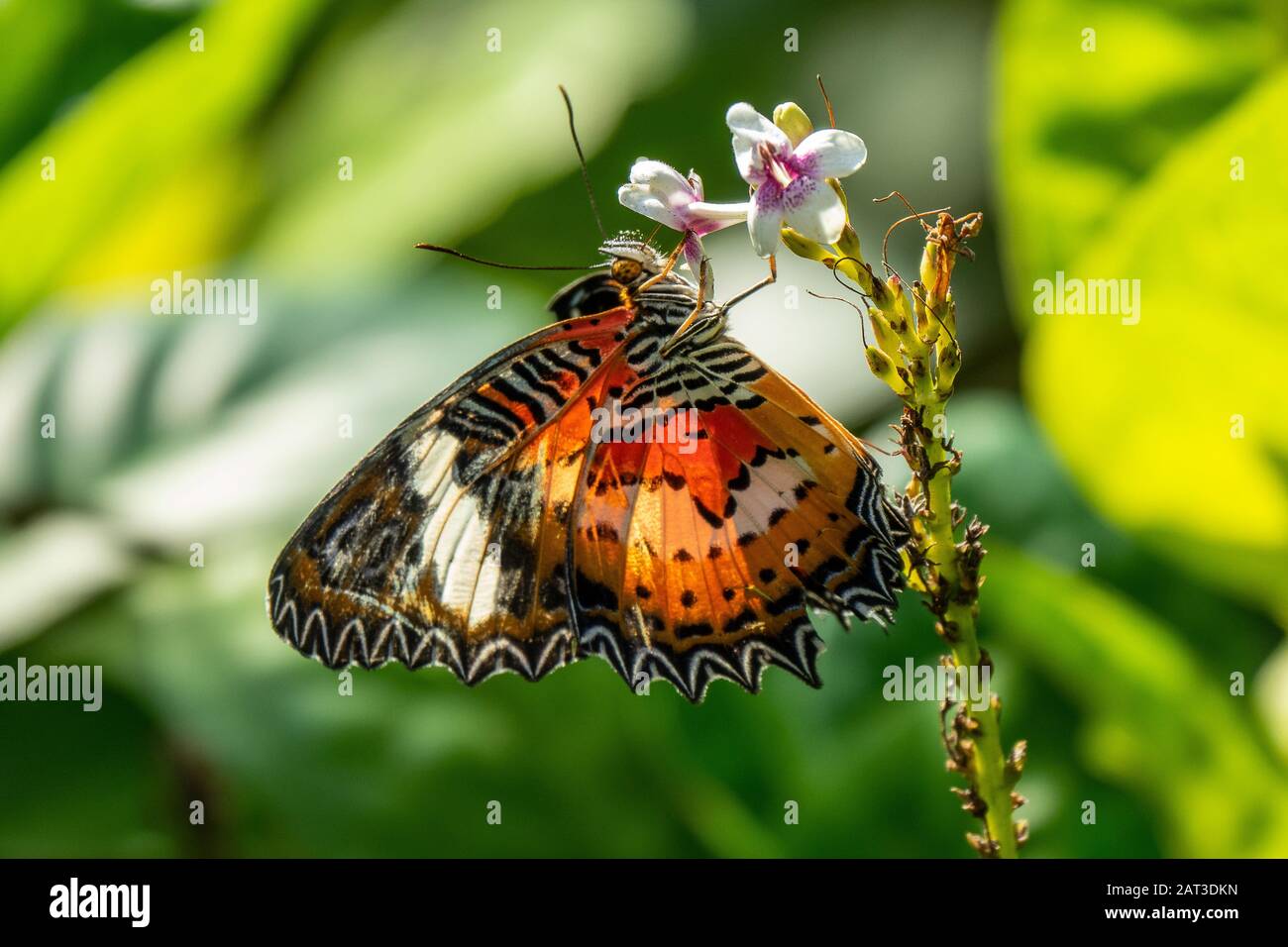 Mise au point sélective d'un beau papillon assis sur un branche avec petites fleurs Banque D'Images