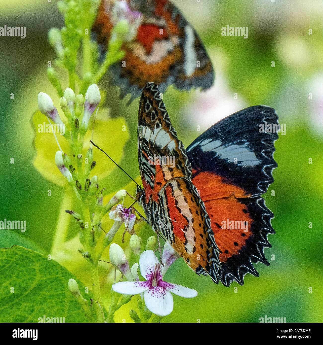 Mise au point sélective d'un beau papillon assis sur un branche avec petites fleurs Banque D'Images