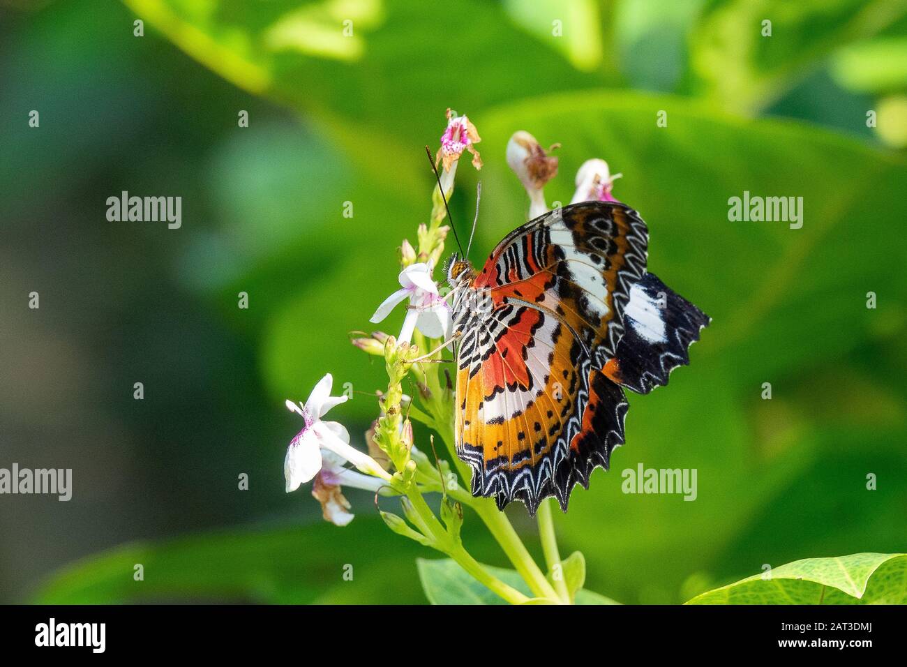 Mise au point sélective d'un beau papillon assis sur un branche avec petites fleurs Banque D'Images