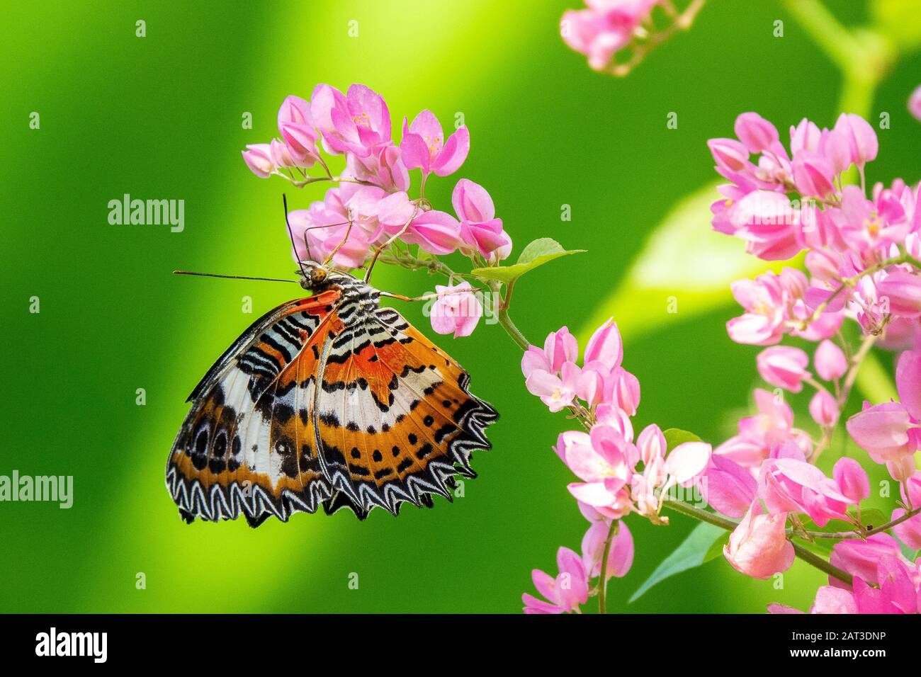 Mise au point sélective d'un beau papillon assis sur un branche avec petites fleurs roses Banque D'Images