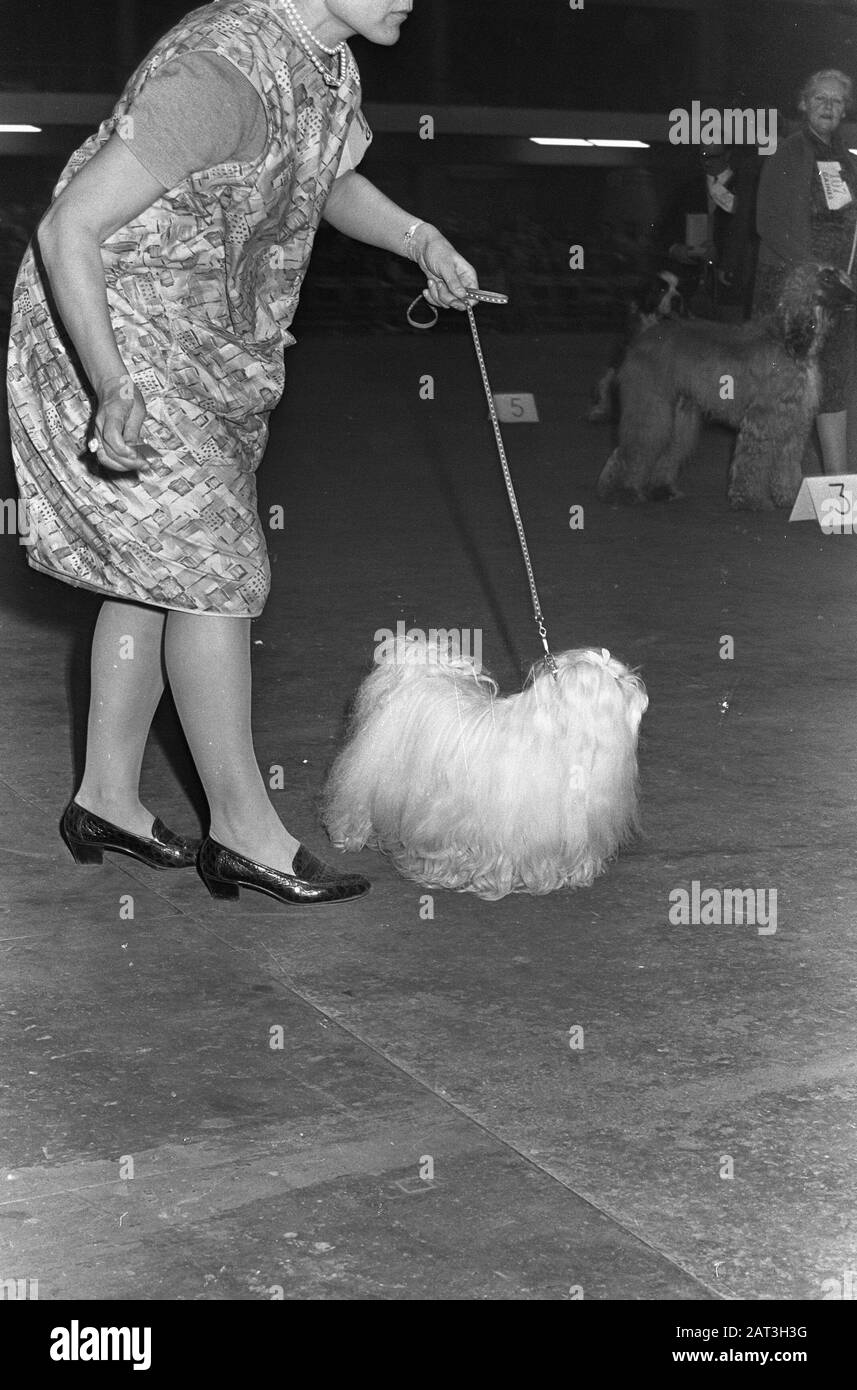Exposition de chiens à RAI. Annotation: Femme maltaise Date: 19 novembre 1967 lieu: Amsterdam mots clés: Chiens, expositions de chiens Nom de l'institution: RAI Banque D'Images