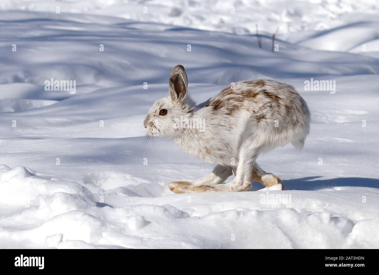 Lièvre d'Amérique ou lièvre D'Amérique Avec fourrure blanche et brune isolée sur fond blanc fonctionnant dans la neige au Canada Banque D'Images