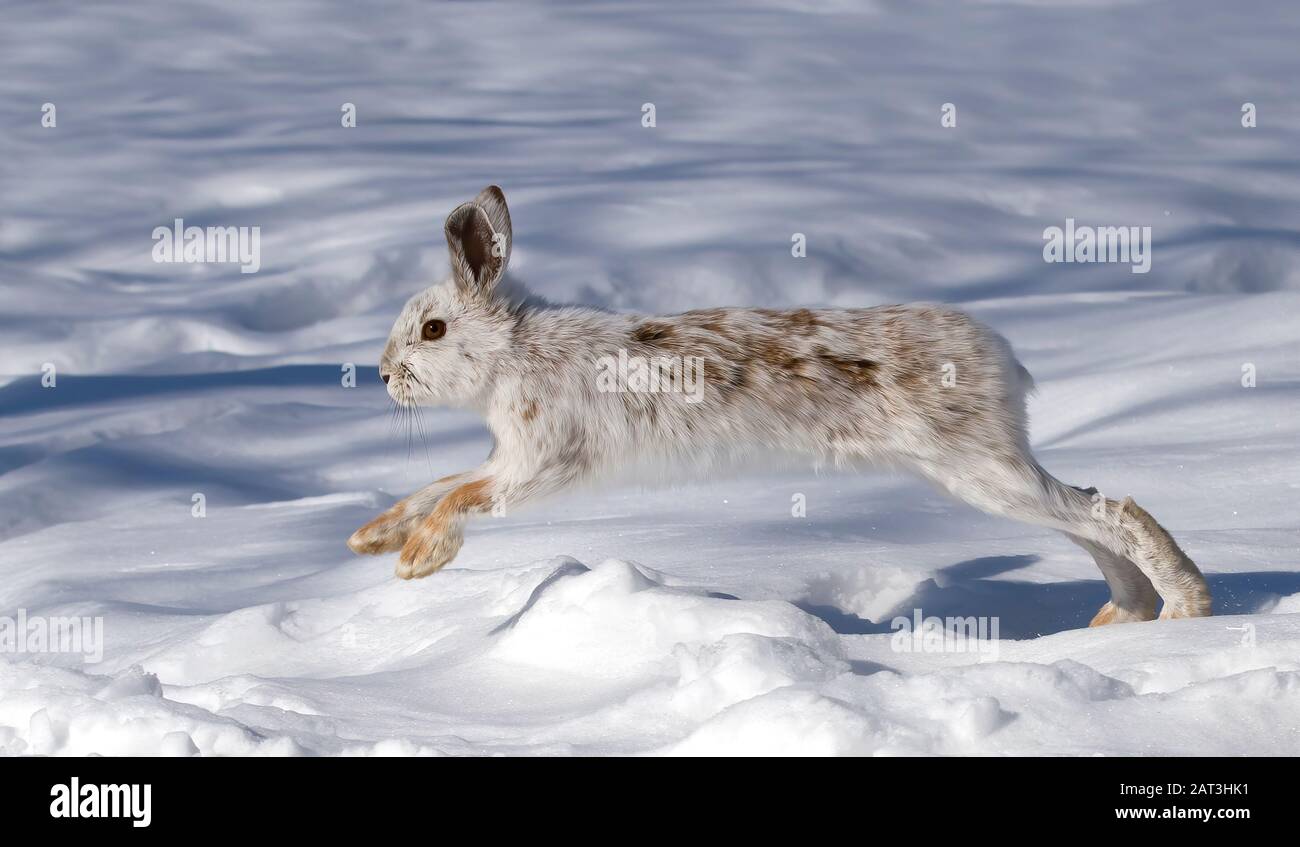 Lièvre d'Amérique ou lièvre D'Amérique Avec fourrure blanche et brune isolée sur fond blanc fonctionnant dans la neige au Canada Banque D'Images