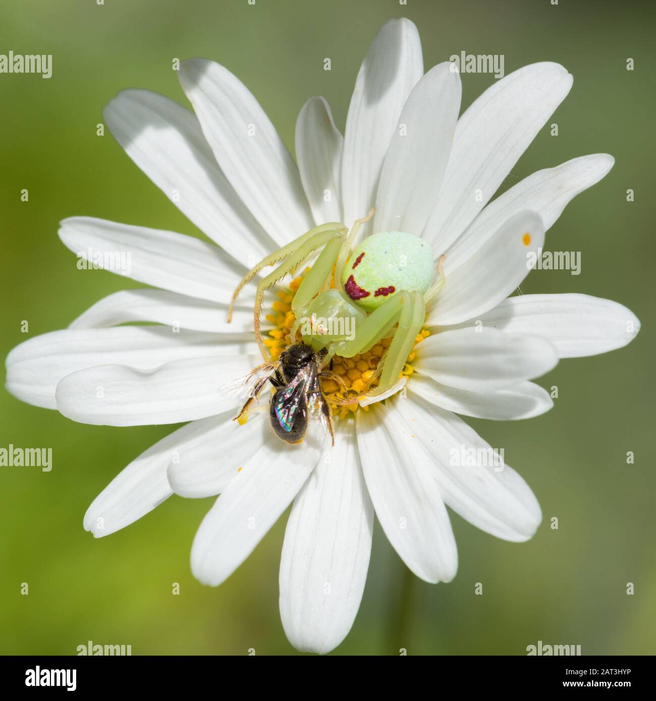 Araignée femelle au crabe des fleurs (Missiumena vatia) avec proie sur la fleur de chrysanthème dans les jardins de Palheiro, Madère Banque D'Images