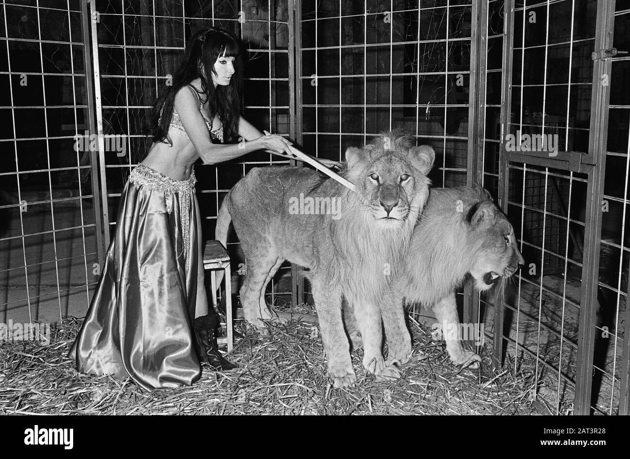 Stripteashow avec des lions À Partir du 1er décembre 1967 dans le Moulin Rouge de danse de cabaret à Thorbeckeplein Amsterdam la danseuse de striptease Cleopatra se produit avec deux lions. Cleopatra est néerlandais, et est le premier dans notre pays à réaliser un spectacle de striptease avec deux lions Date: 23 novembre 1967 lieu: Amsterdam, Noord-Holland mots clés: Burlesque, danseurs, animaux, lions, striptease Nom personnel: Cleopatra Banque D'Images