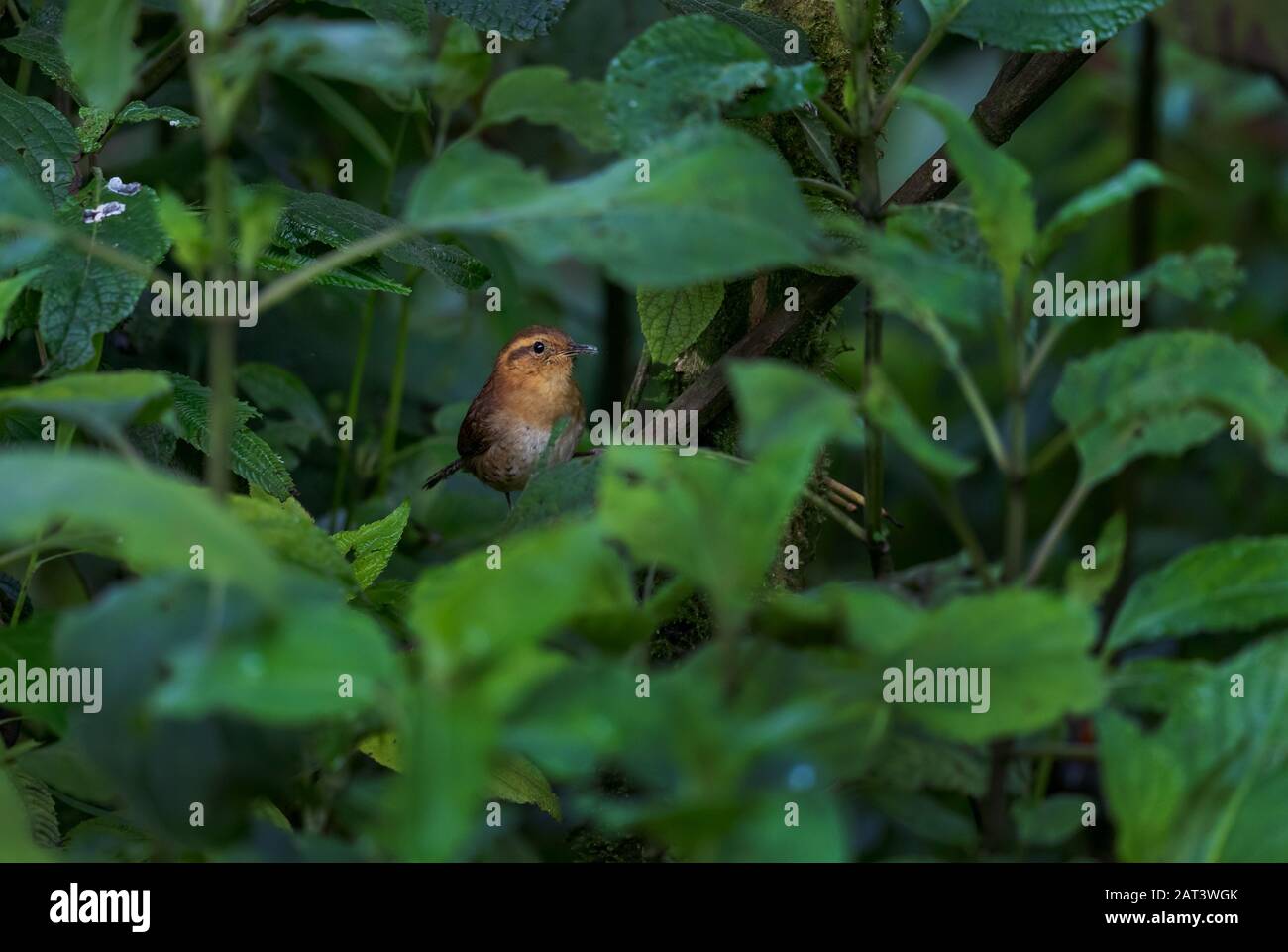 Mountain Wren - Troglodytes solstitialis, petit oiseau brun timide provenant des forêts d'Amérique du Sud, des pentes andines orientales, Guango Lodge, Équateur. Banque D'Images