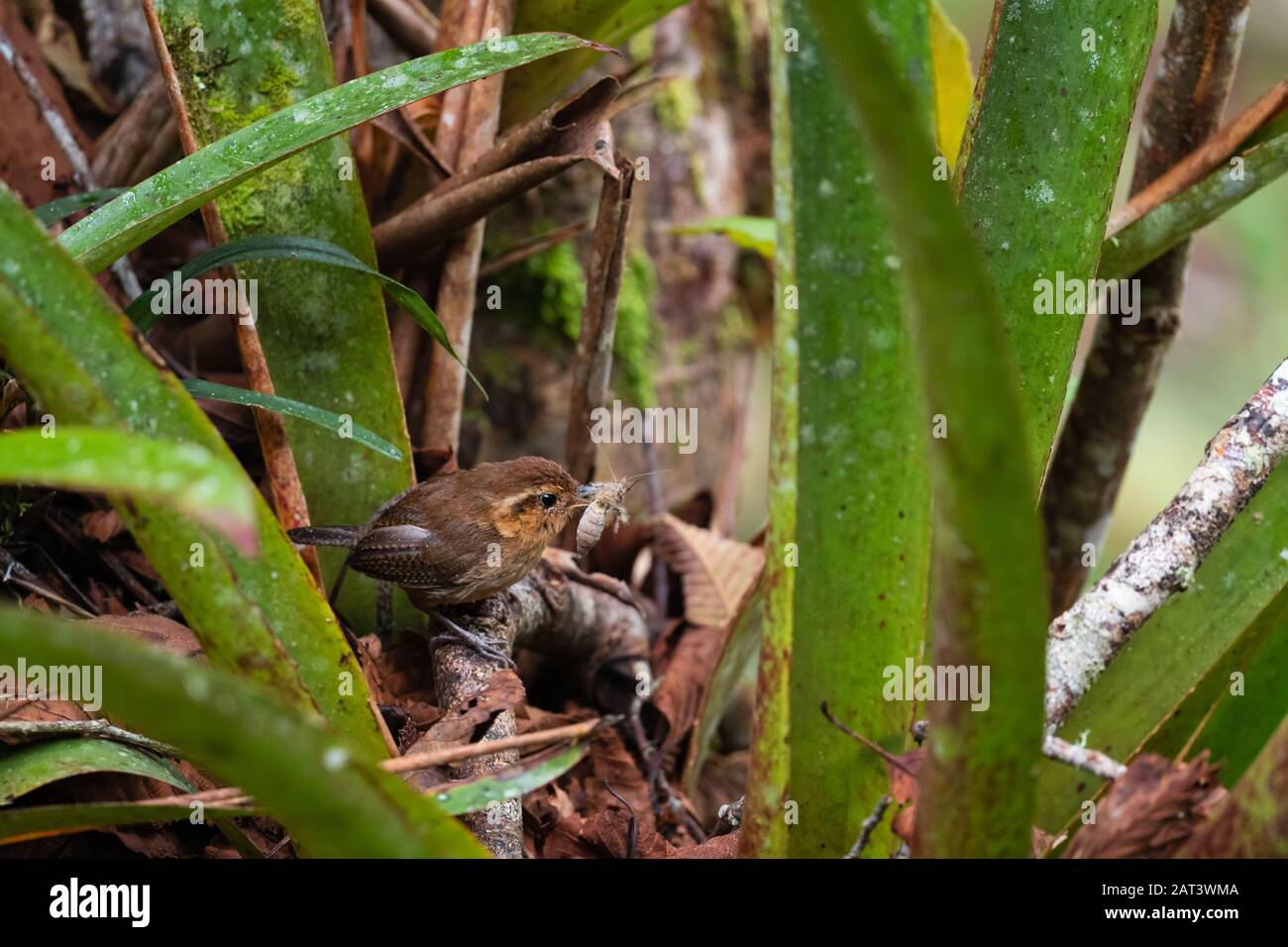 Mountain Wren - Troglodytes solstitialis, petit oiseau brun timide provenant des forêts d'Amérique du Sud, des pentes andines orientales, Guango Lodge, Équateur. Banque D'Images