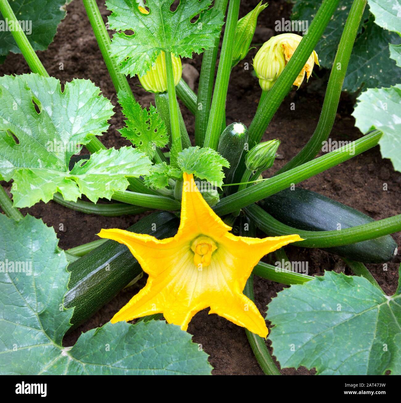 Usine de zucchini. Fleur de courgettes. Moelle végétale verte qui pousse sur la brousse Banque D'Images