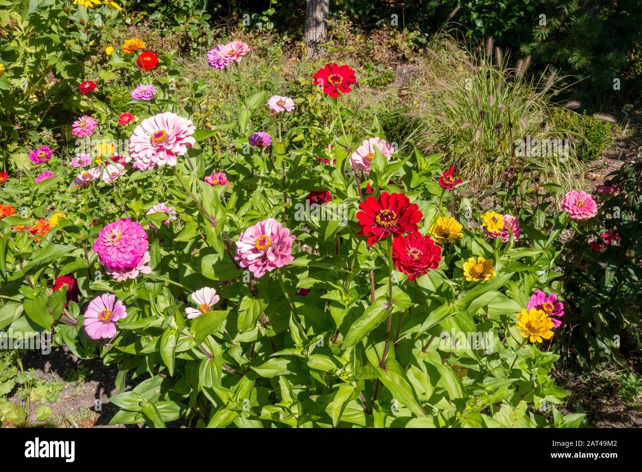 Zinnia elegans fleurit en rouge, rose et jaune Banque D'Images