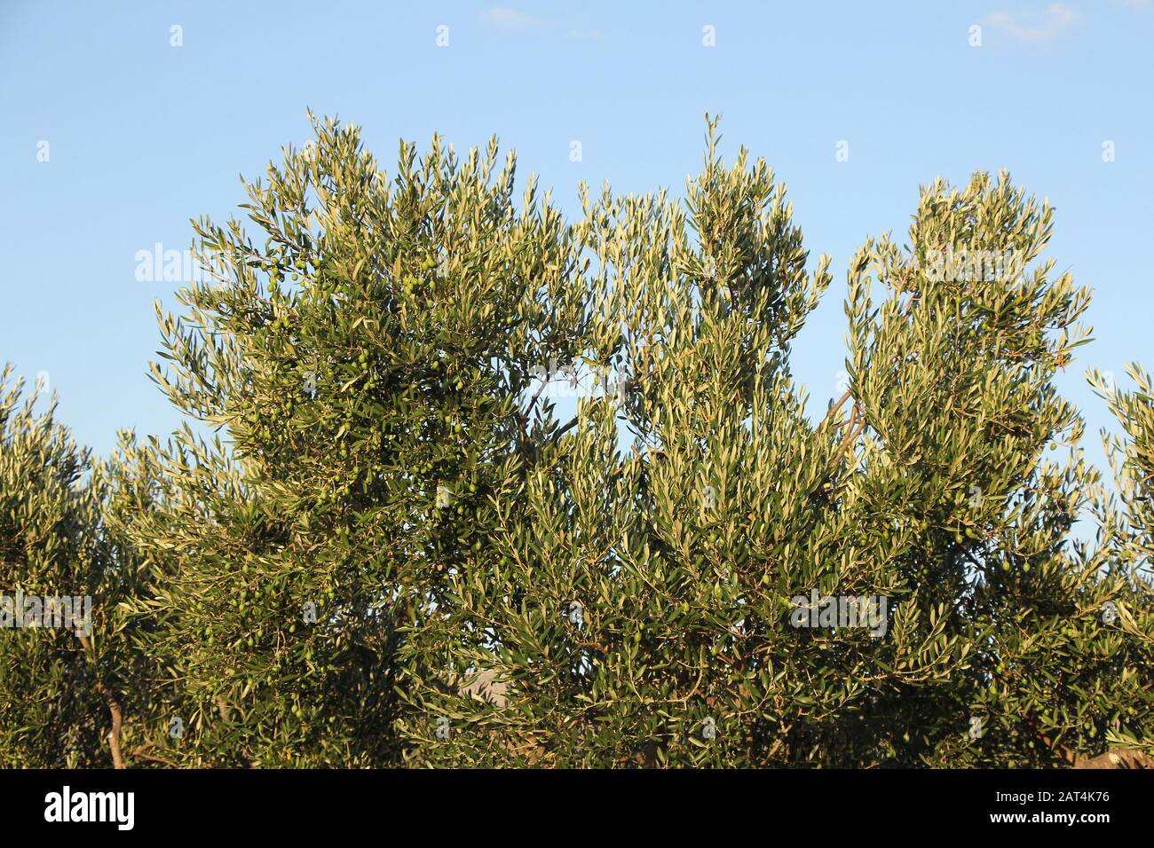 Plantation d'oliviers, branches d'oliviers avec beaucoup d'olives dessus Banque D'Images