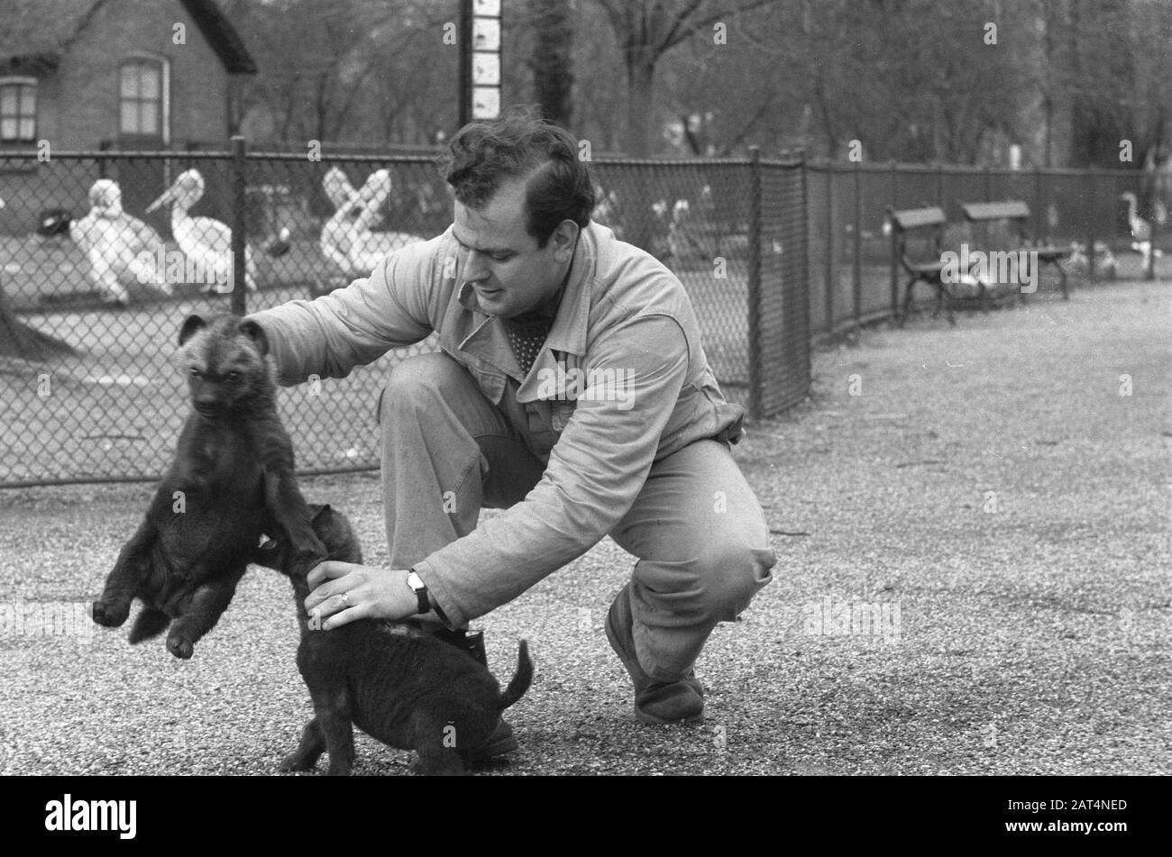 Jeunes hyenas marchant avec un sitter à Artis Date: 6 février 1961 mots clés: Marchant Nom du personnage: Hyenas Nom de l'établissement: Artis Banque D'Images