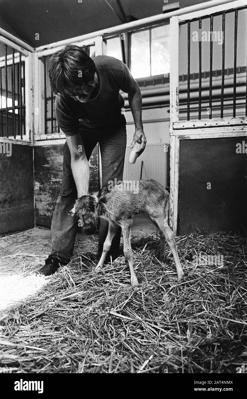 Jeune gnoe à queue blanche à Artis obtient la bouteille Date: 10 août 1979 lieu: Amsterdam, Noord-Holland mots clés: Zoos, soin des animaux, wildebeest Nom de l'institution: Artis Banque D'Images