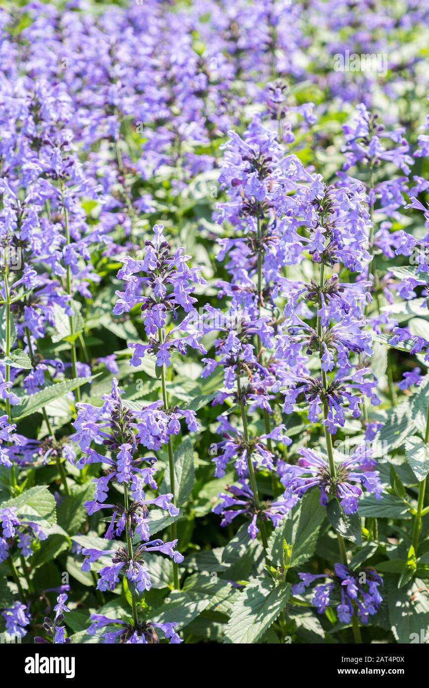 Nepeta sibirica, fleur de jardin bleue, Royaume-Uni Banque D'Images