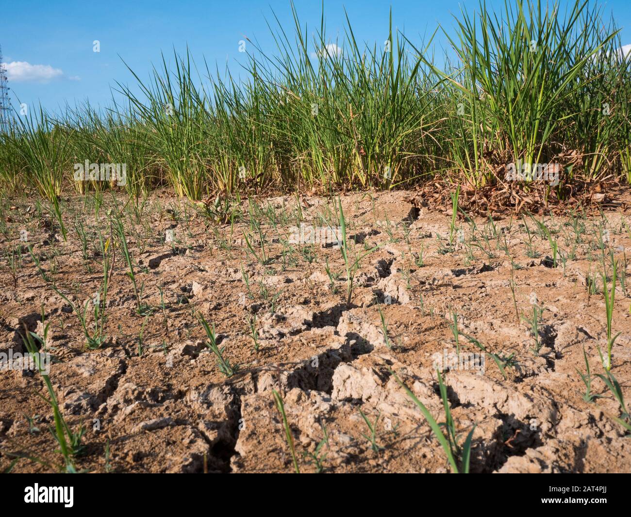 Champ de riz parciré et sec pendant la saison sèche Banque D'Images