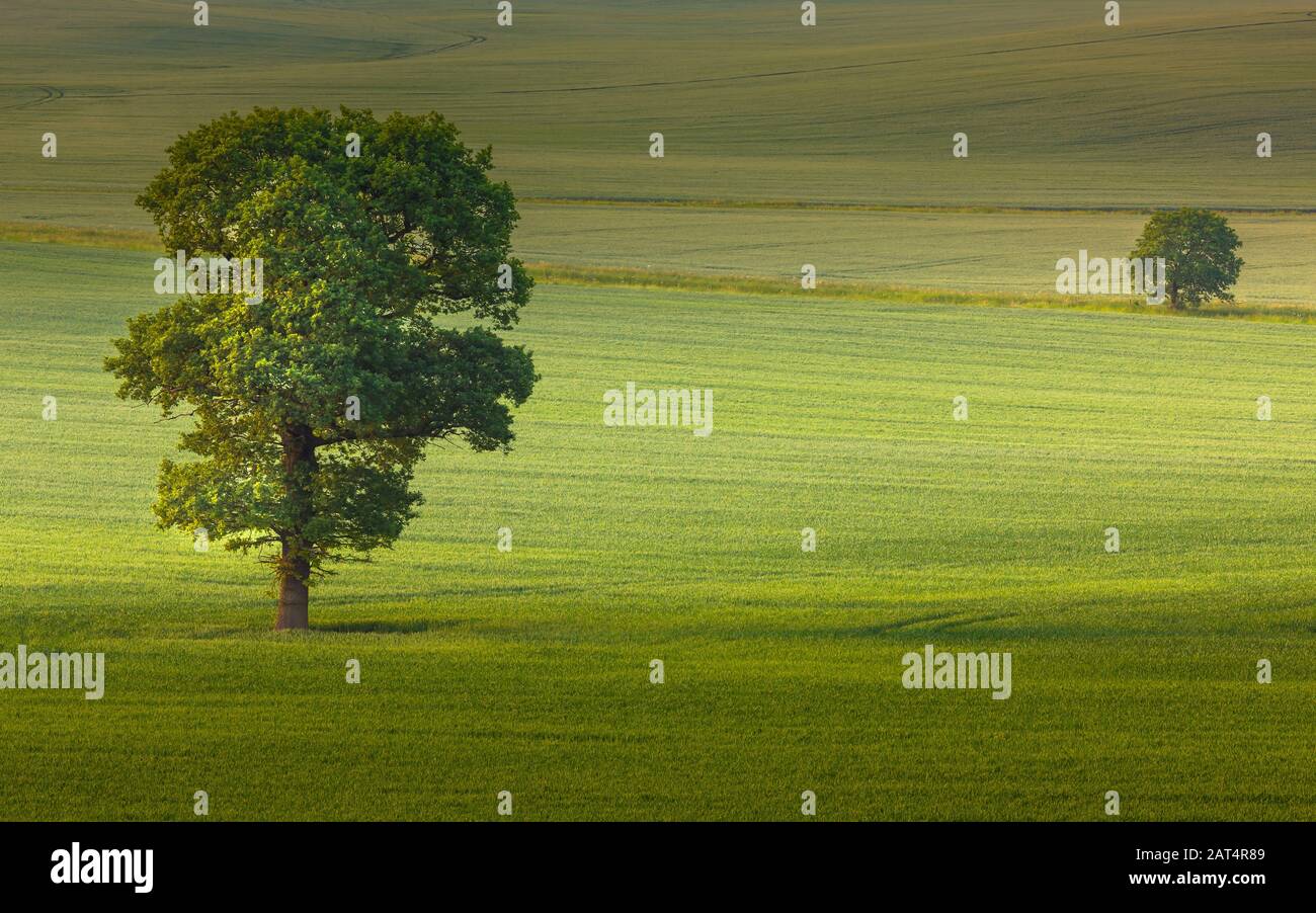 Deux arbres dans une étendue de terres arables. Banque D'Images