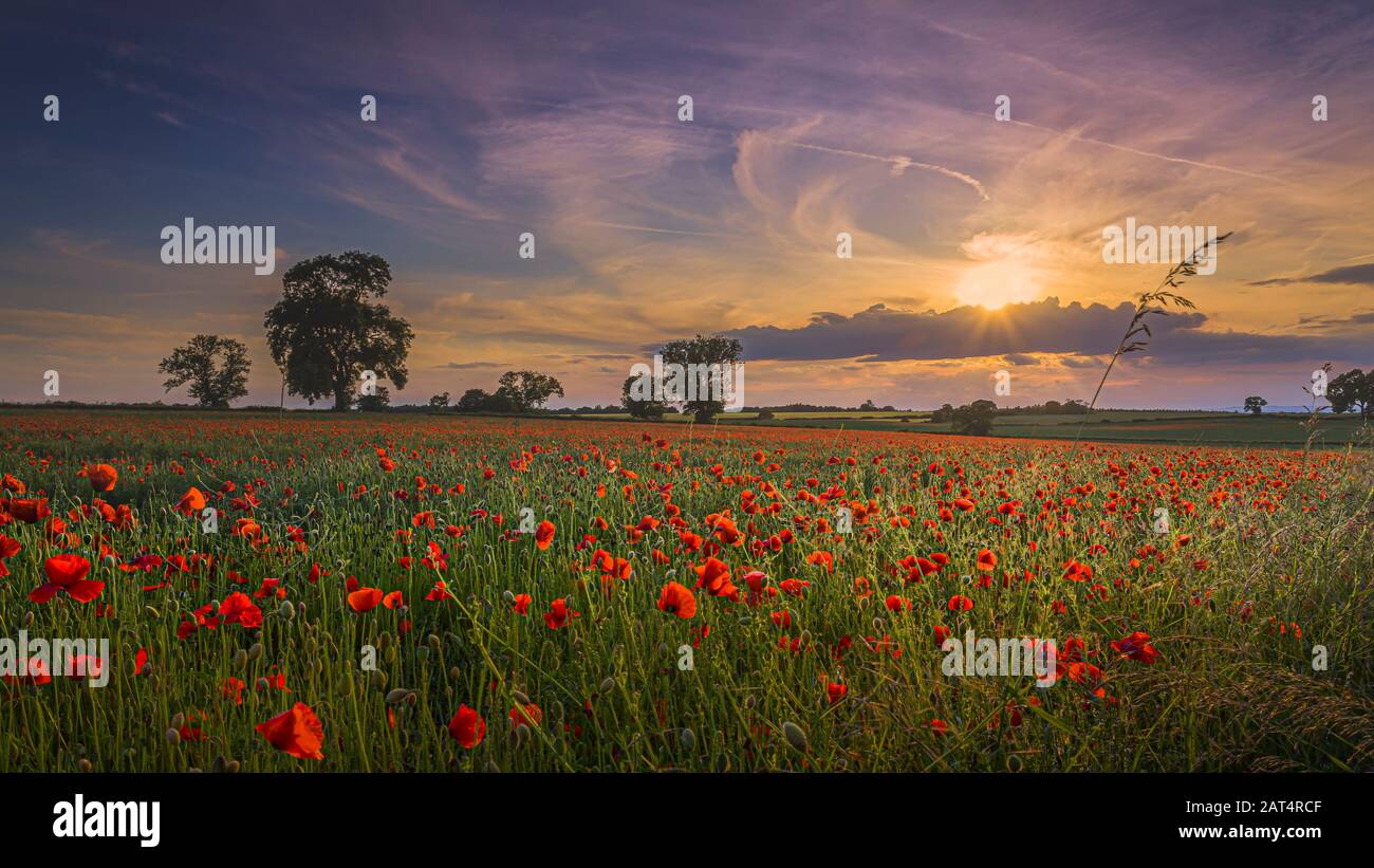 Coquelicots À Ticknall, Derbyshire. Banque D'Images